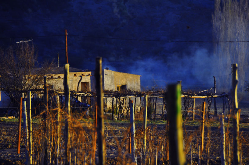Vigneto in Argentina