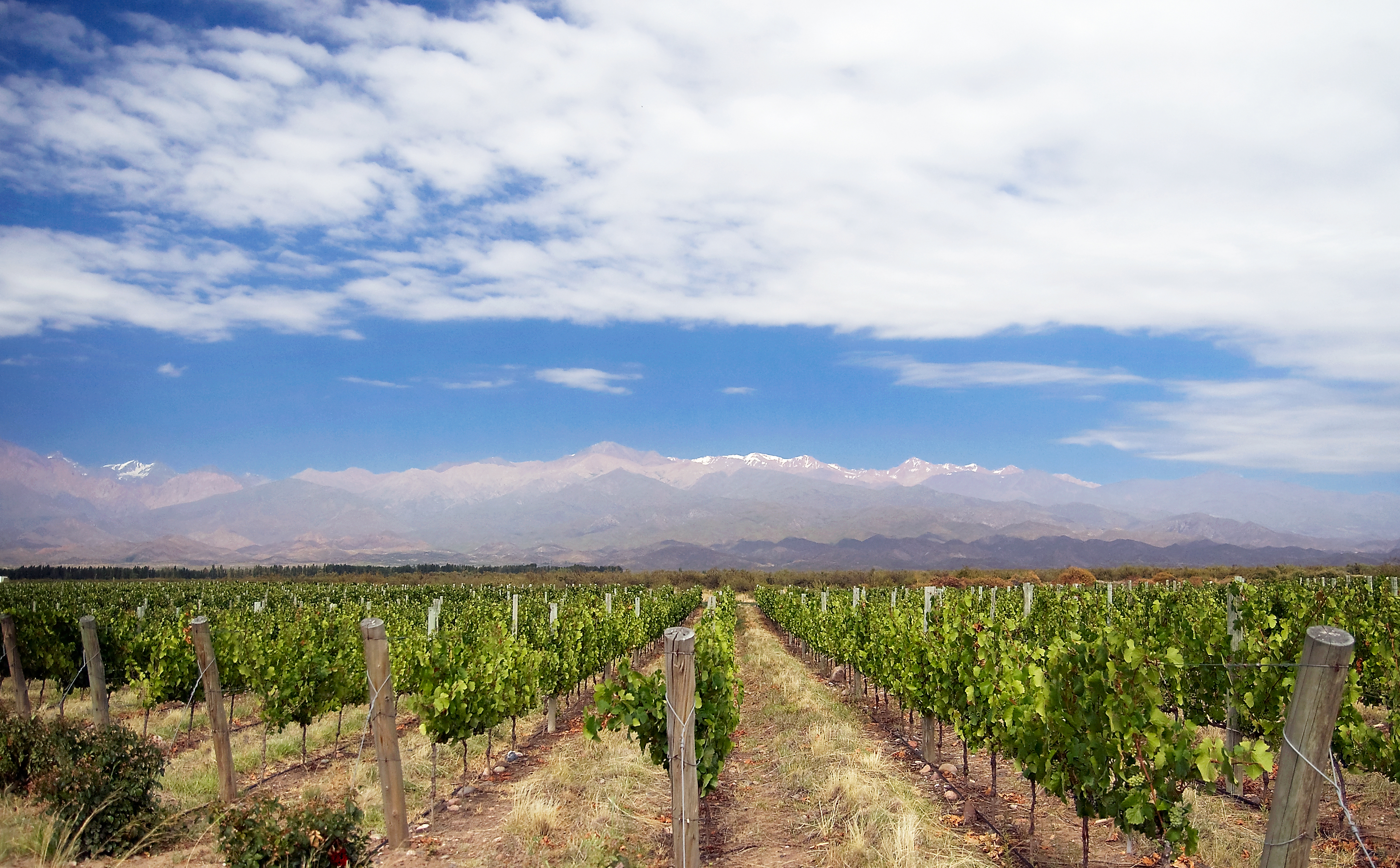 Vigneto in Argentina