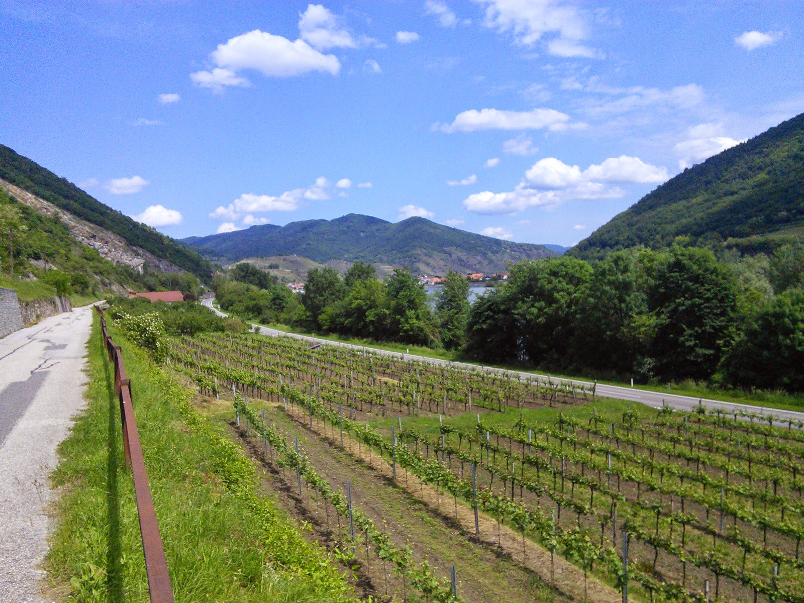 Vigneto a Wachau, Austria