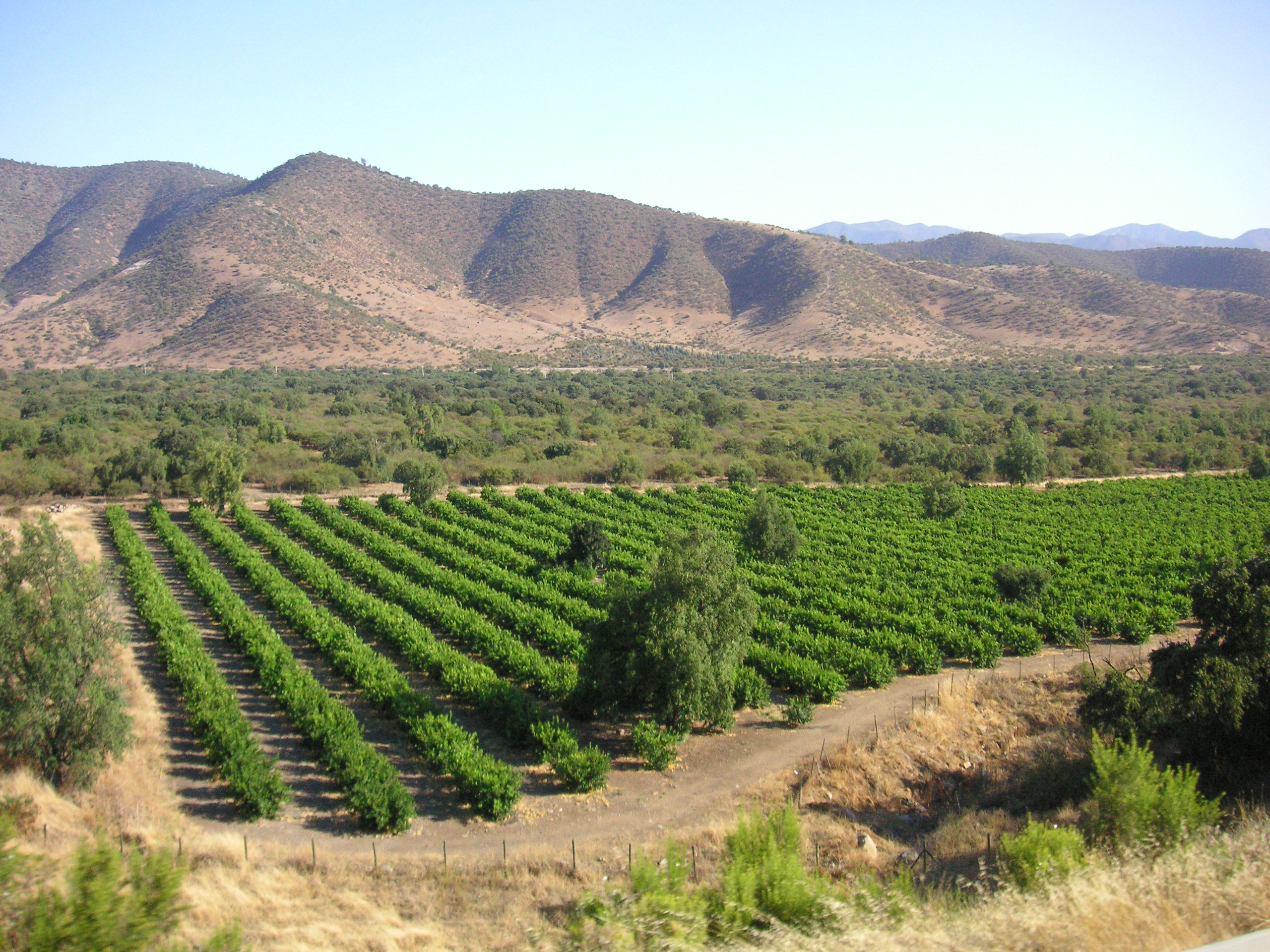 Vigneto in Cile