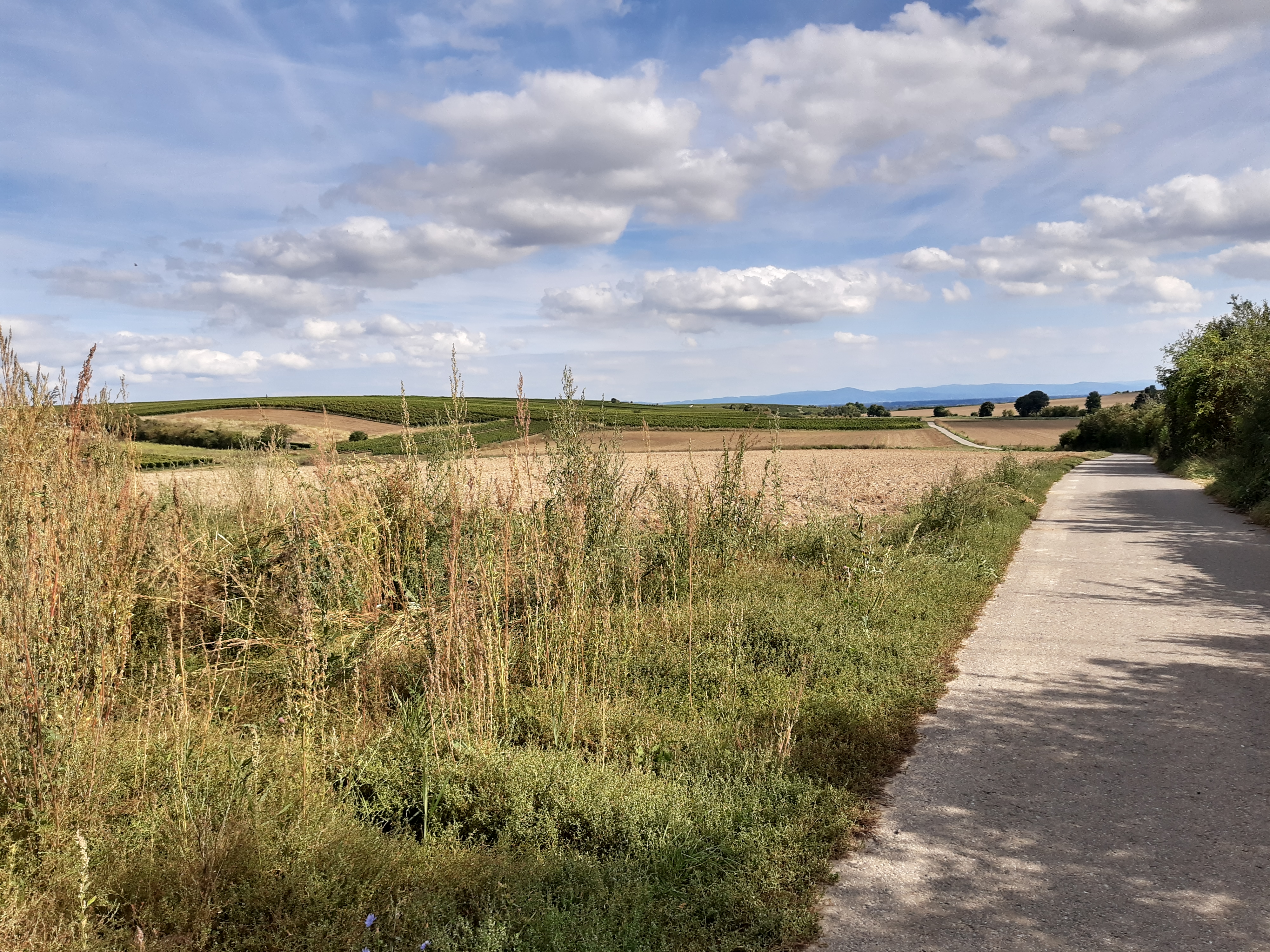 Vigneto a Rheinhessen, Germania