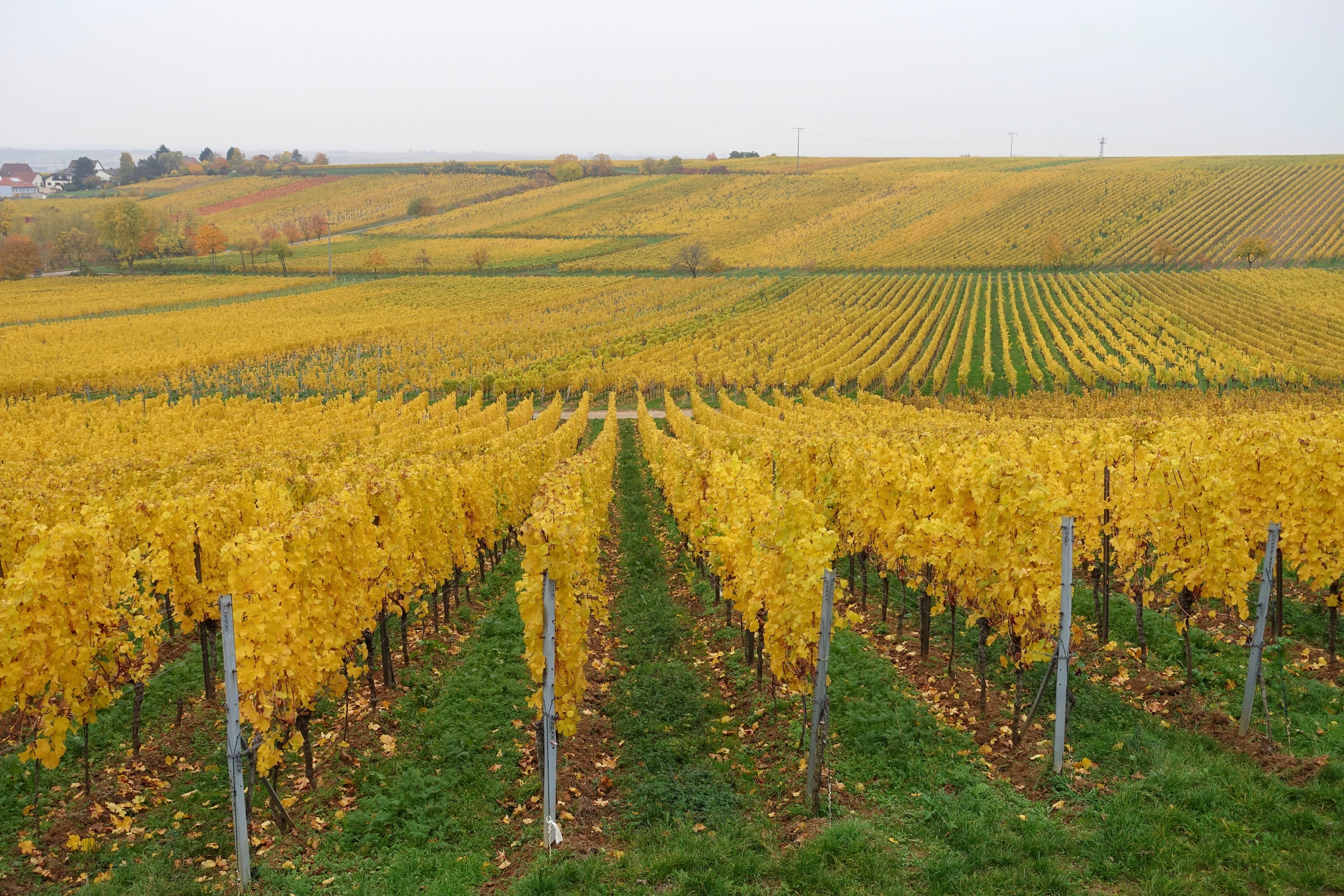 Vigneto a Pfalz, Germania