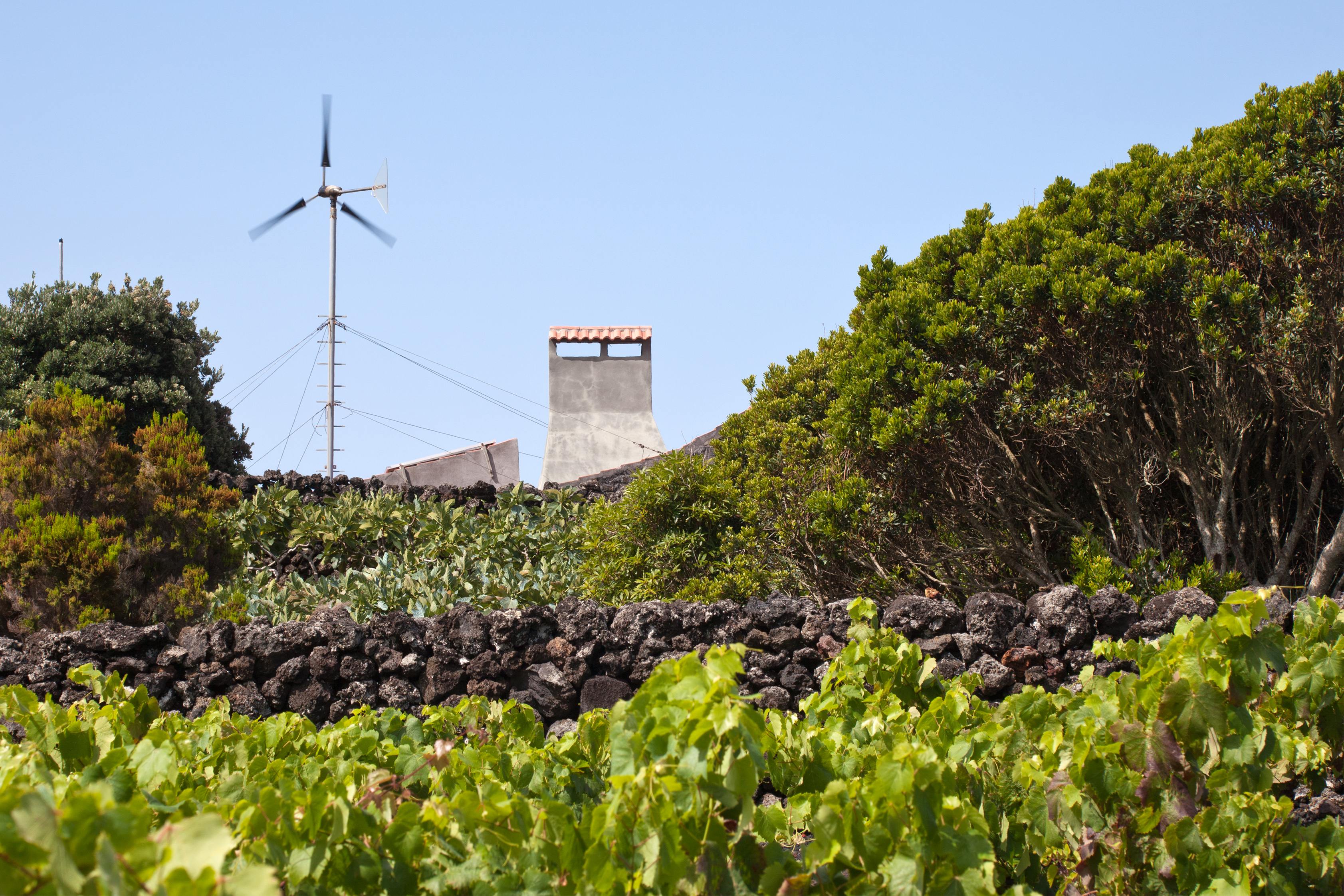 Vigneto in Portogallo
