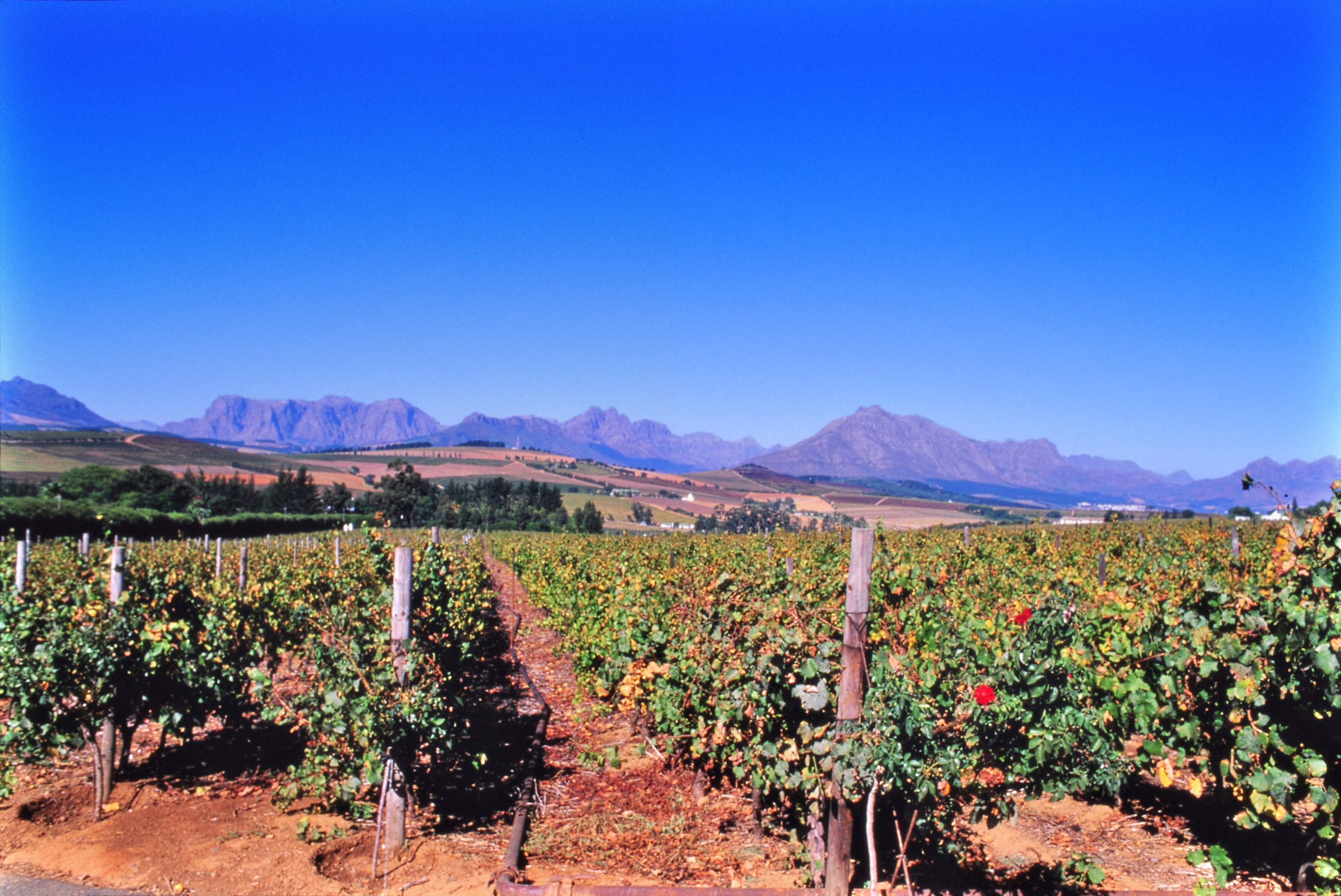 Vigneto in Sudafrica