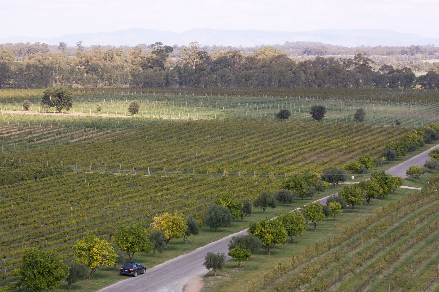 Vigneto a Ashton, Sudafrica