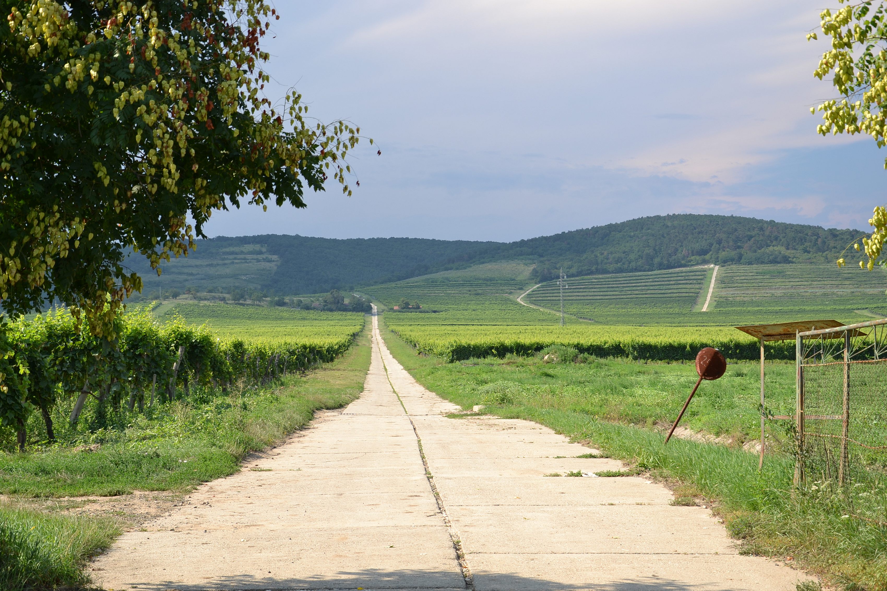 Vigneto in Ungheria