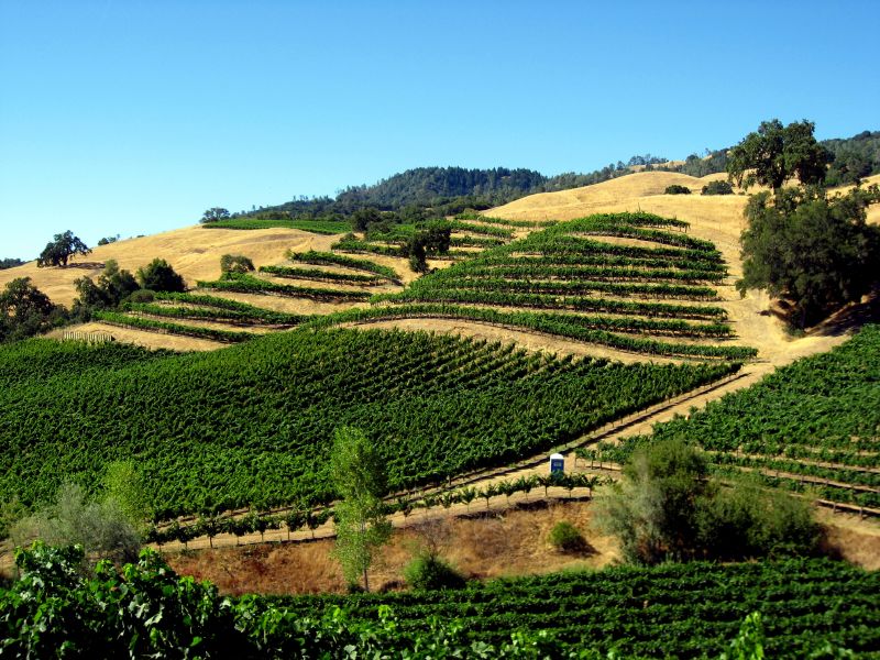 Vigneto a Alexander Valley AVA, Stati Uniti