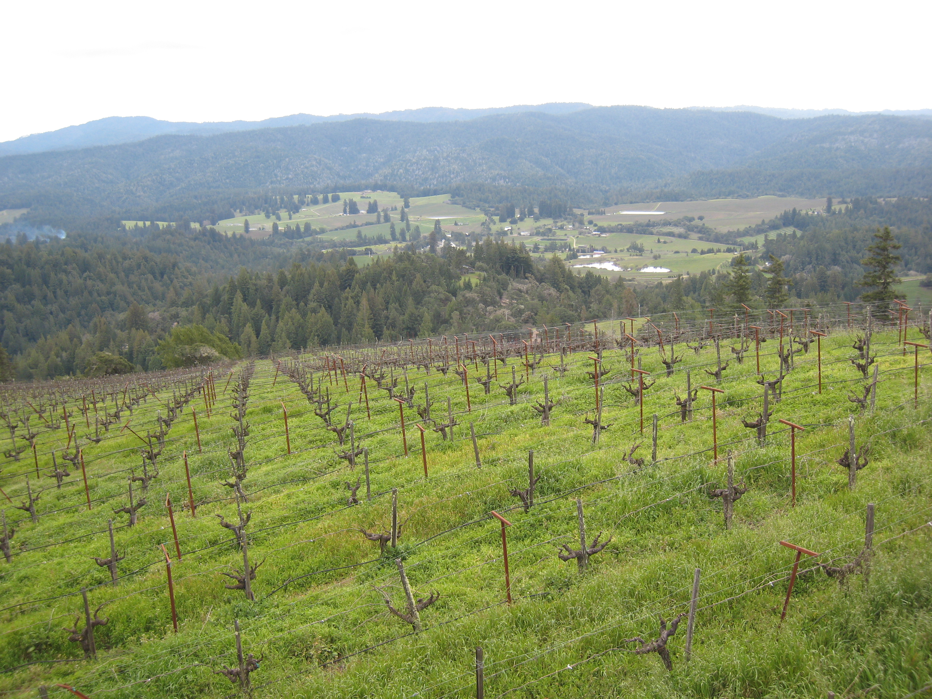 Vigneto a Anderson Valley AVA, Stati Uniti