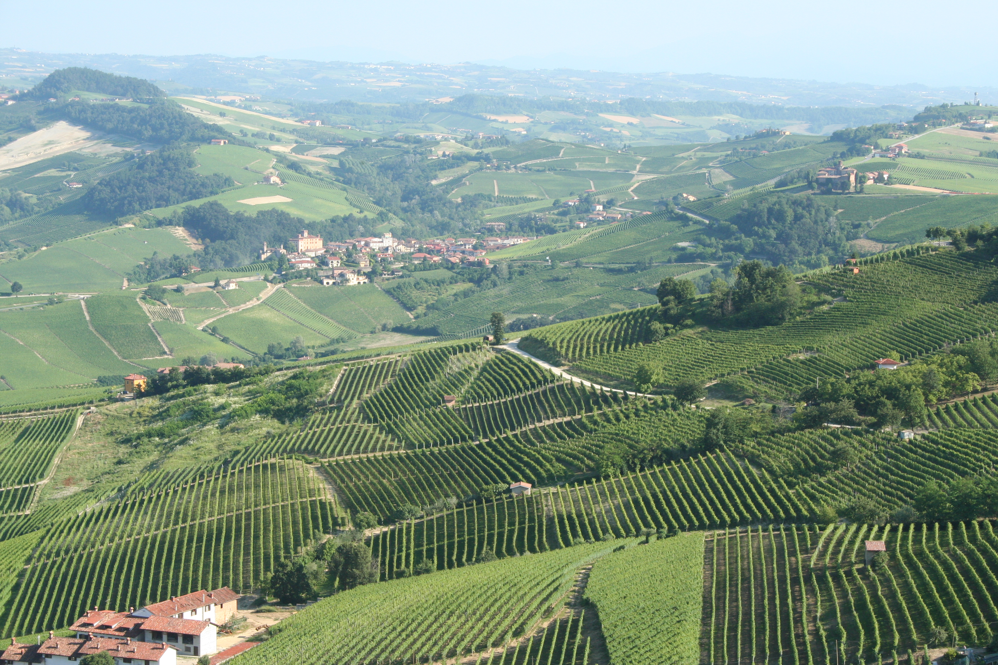 Vigneto in Italia