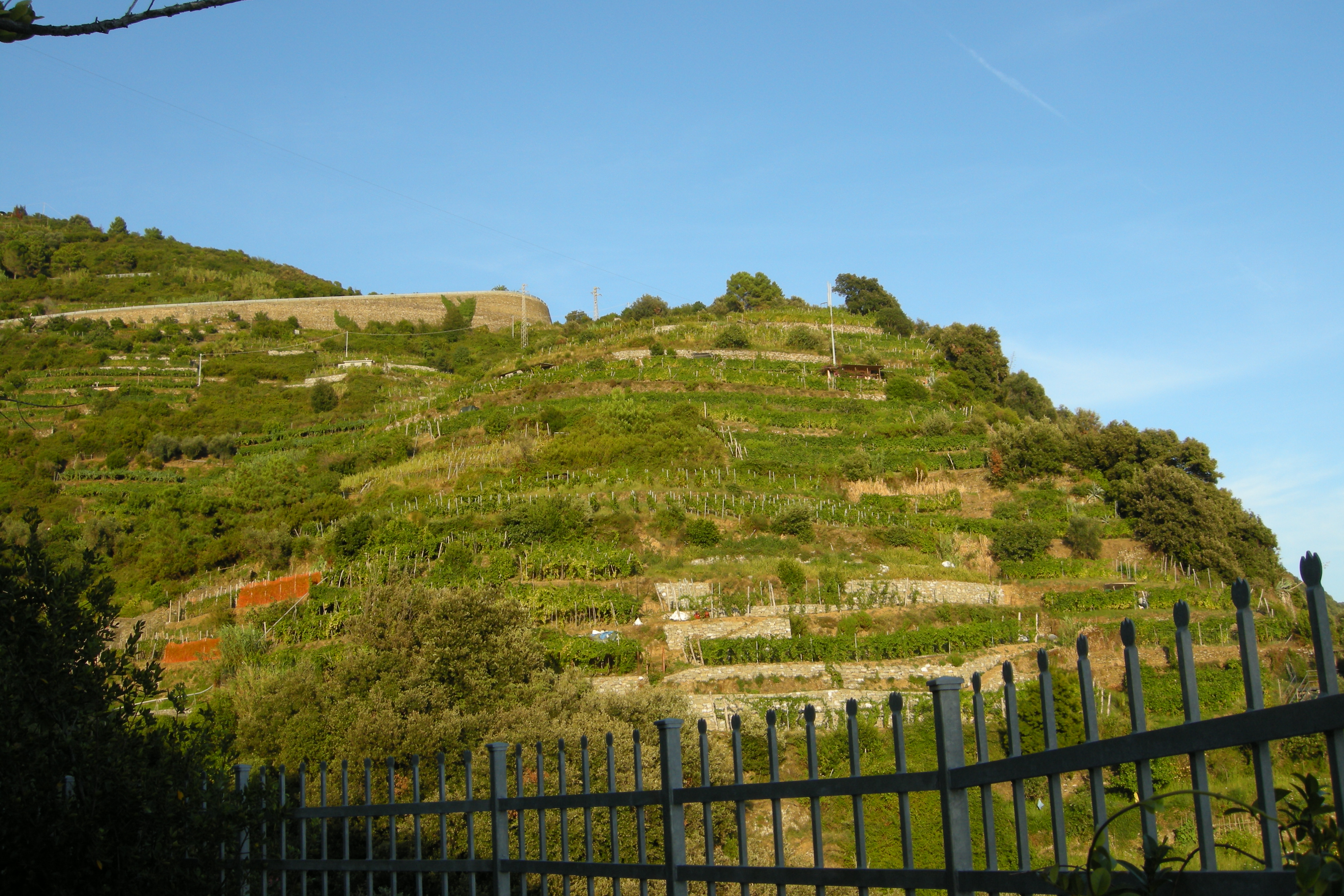 Vineyard in Italy