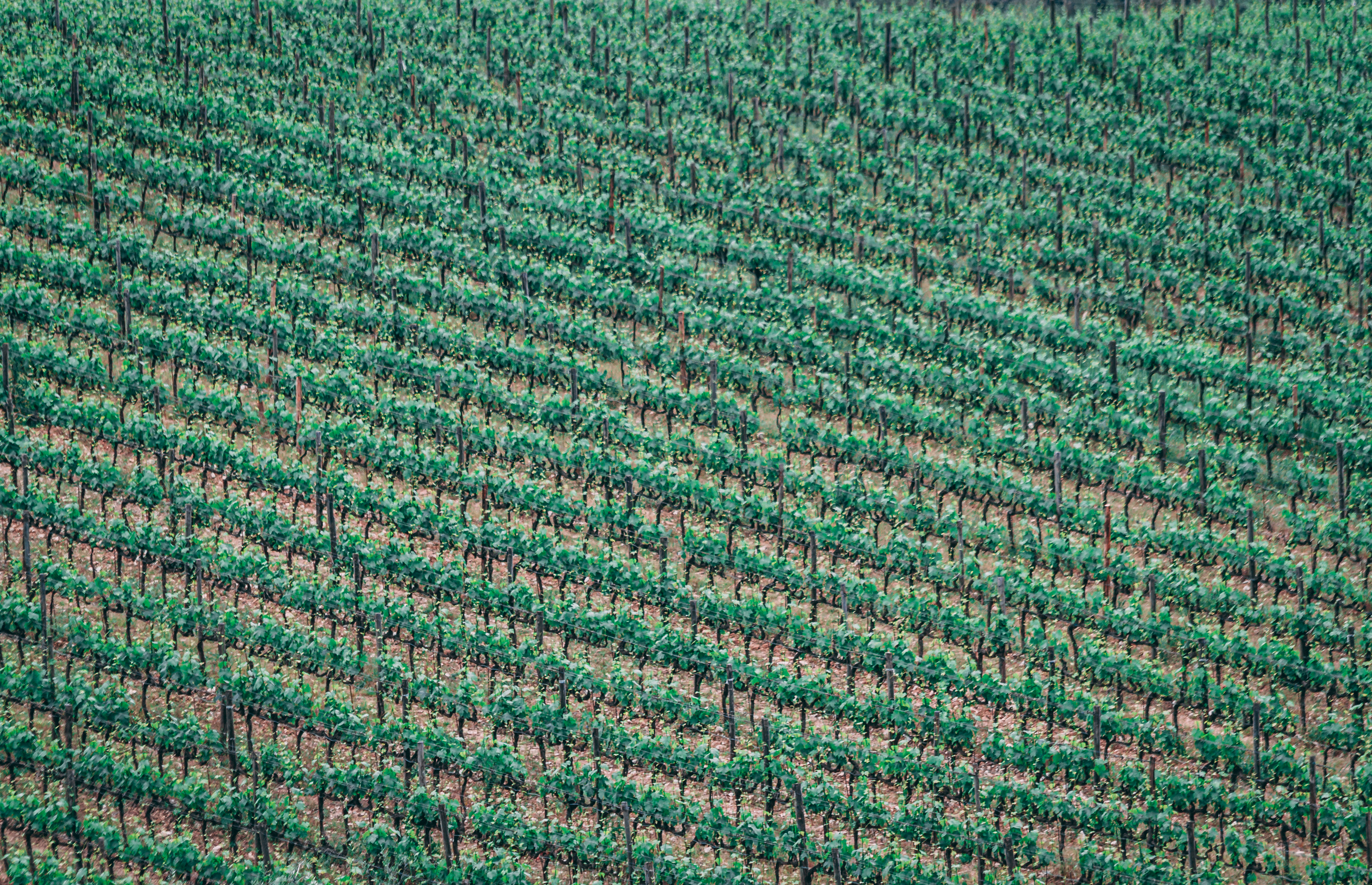 Vigneto in Italia