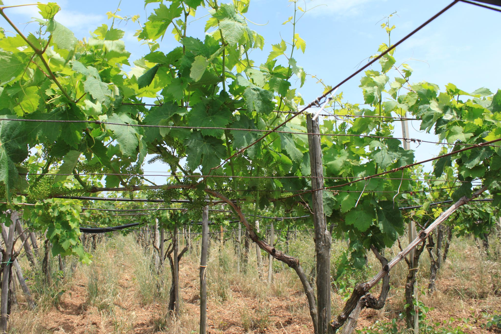 Weinberg in Italien