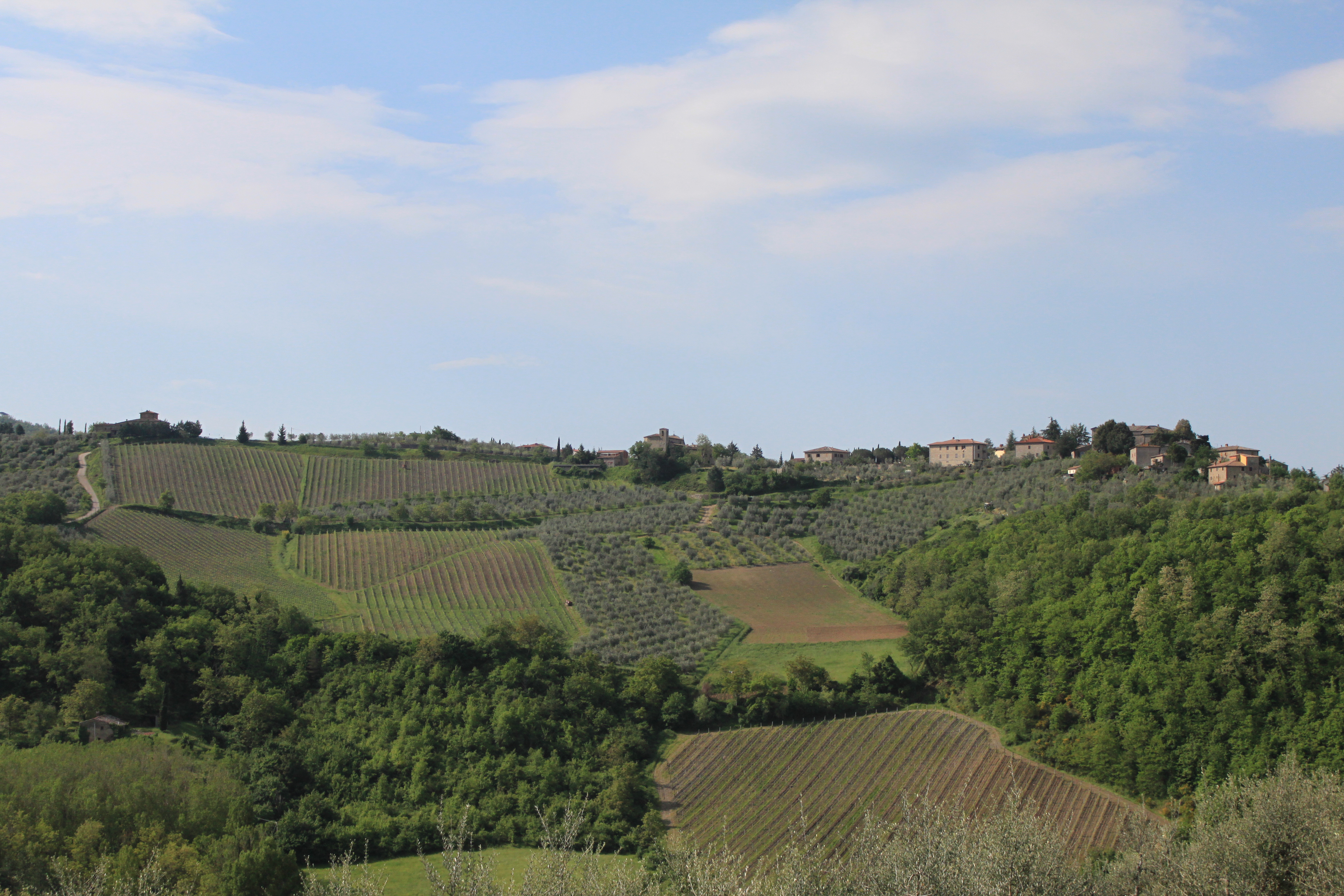 Vineyard in Italy