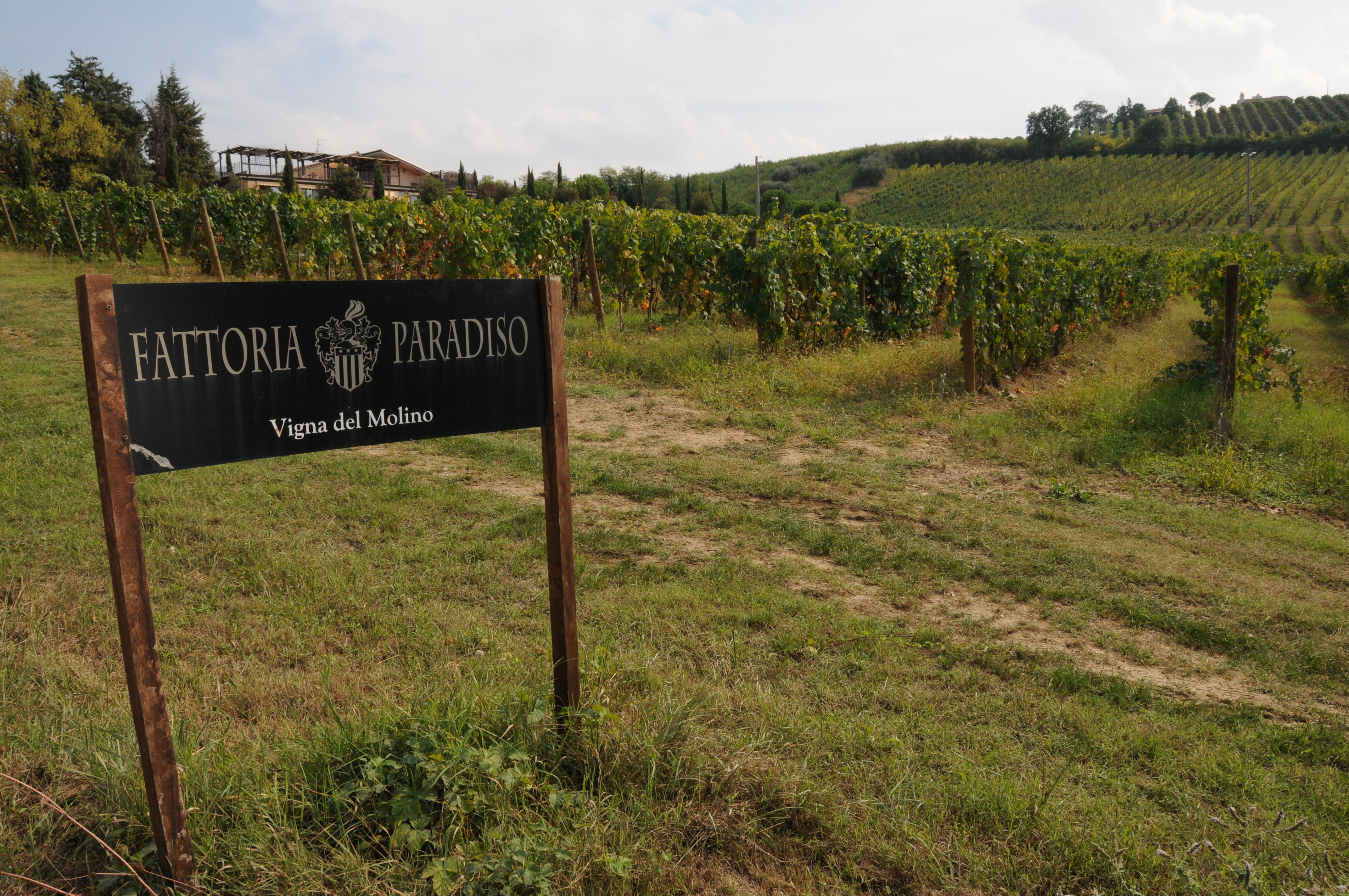 Vigneto in Italia