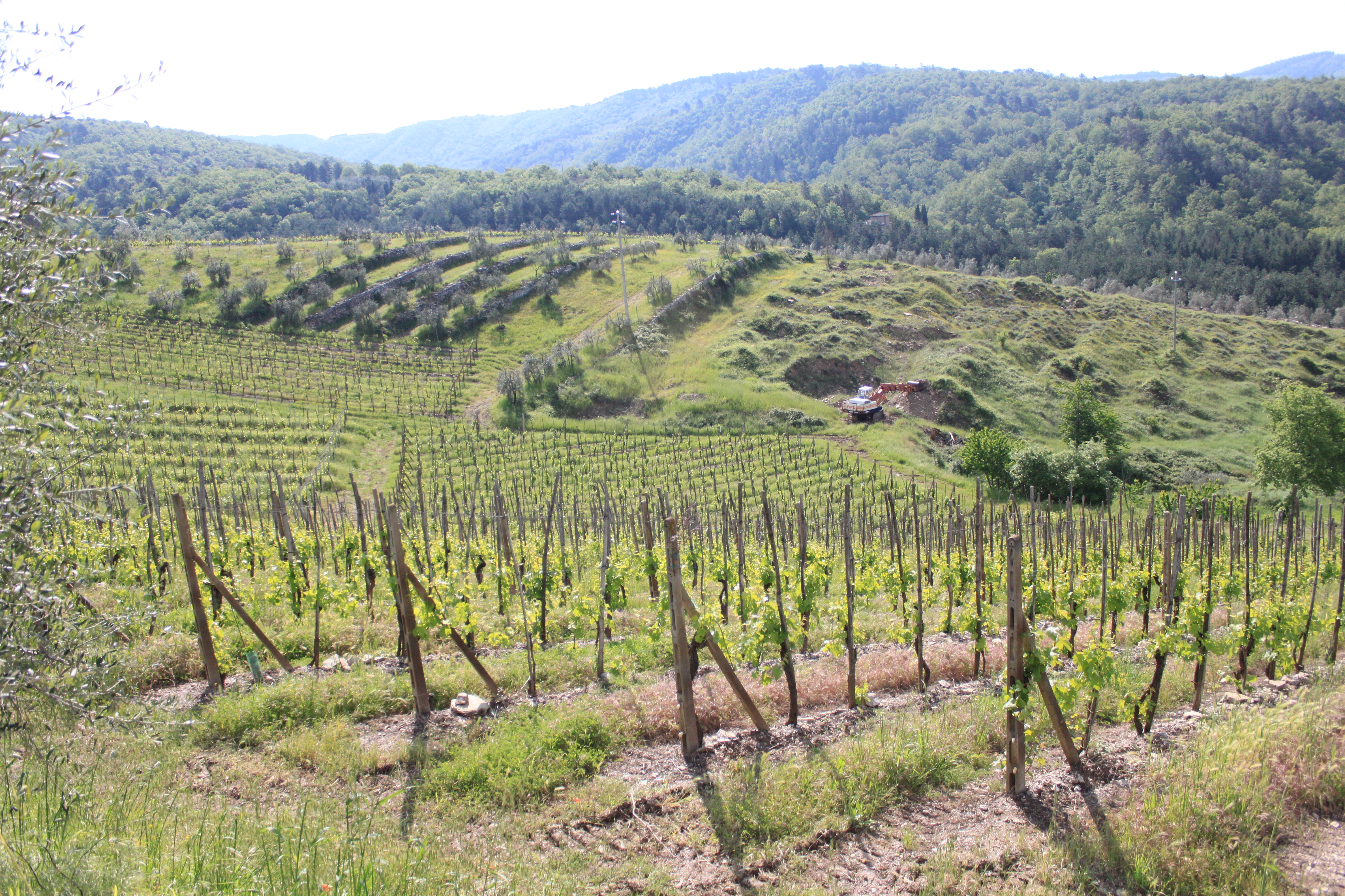 Vigneto in Italia