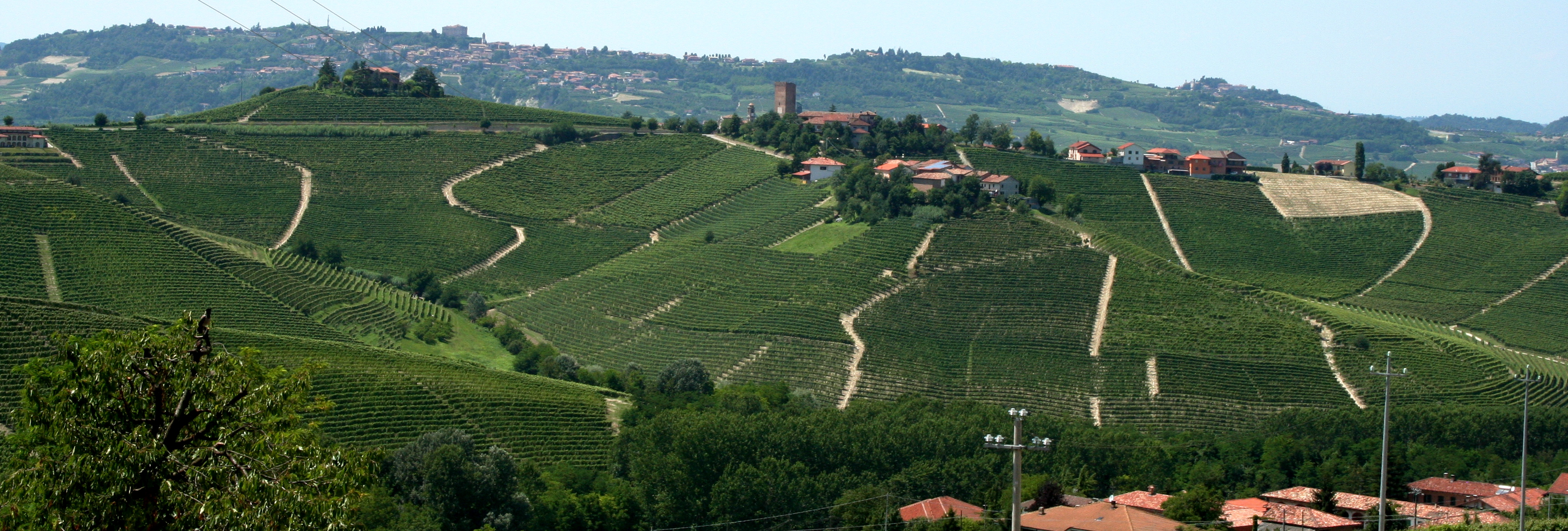 Vigneto in Italia