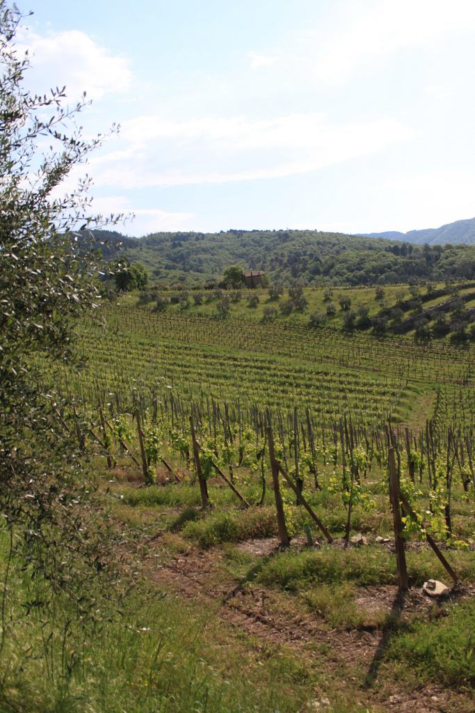 Vigneto in Italia