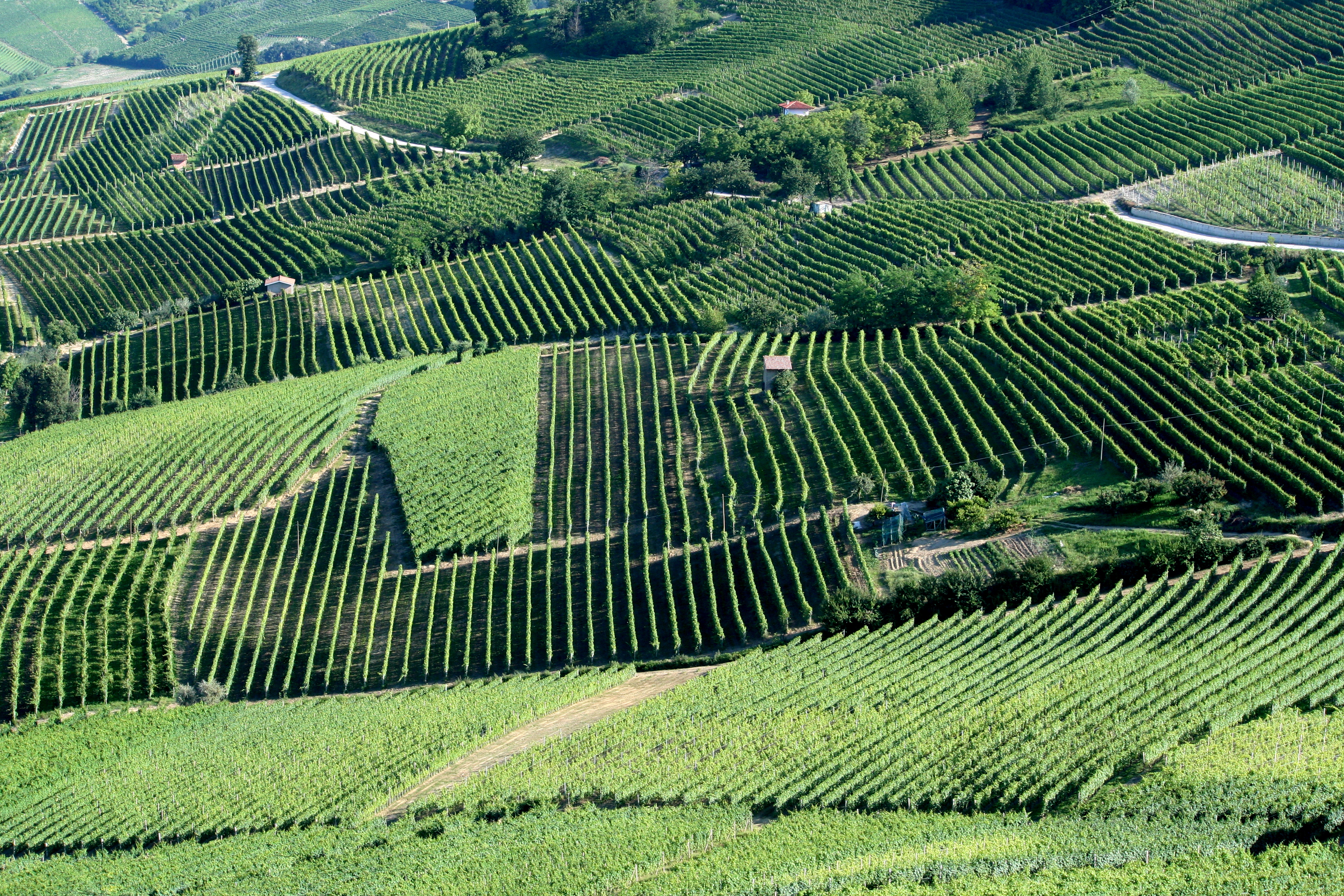 Vigneto in Italia