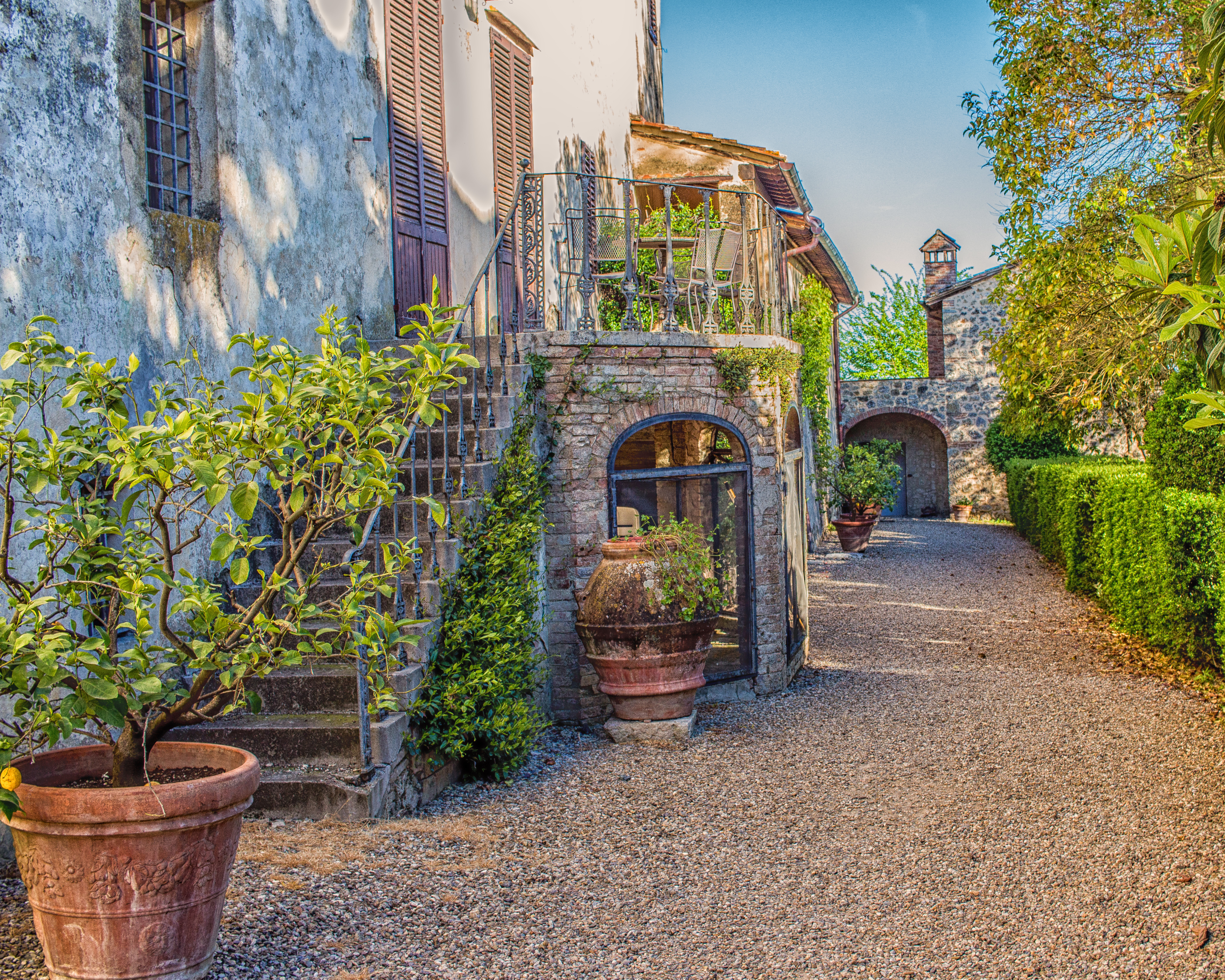 Vineyard in Italy