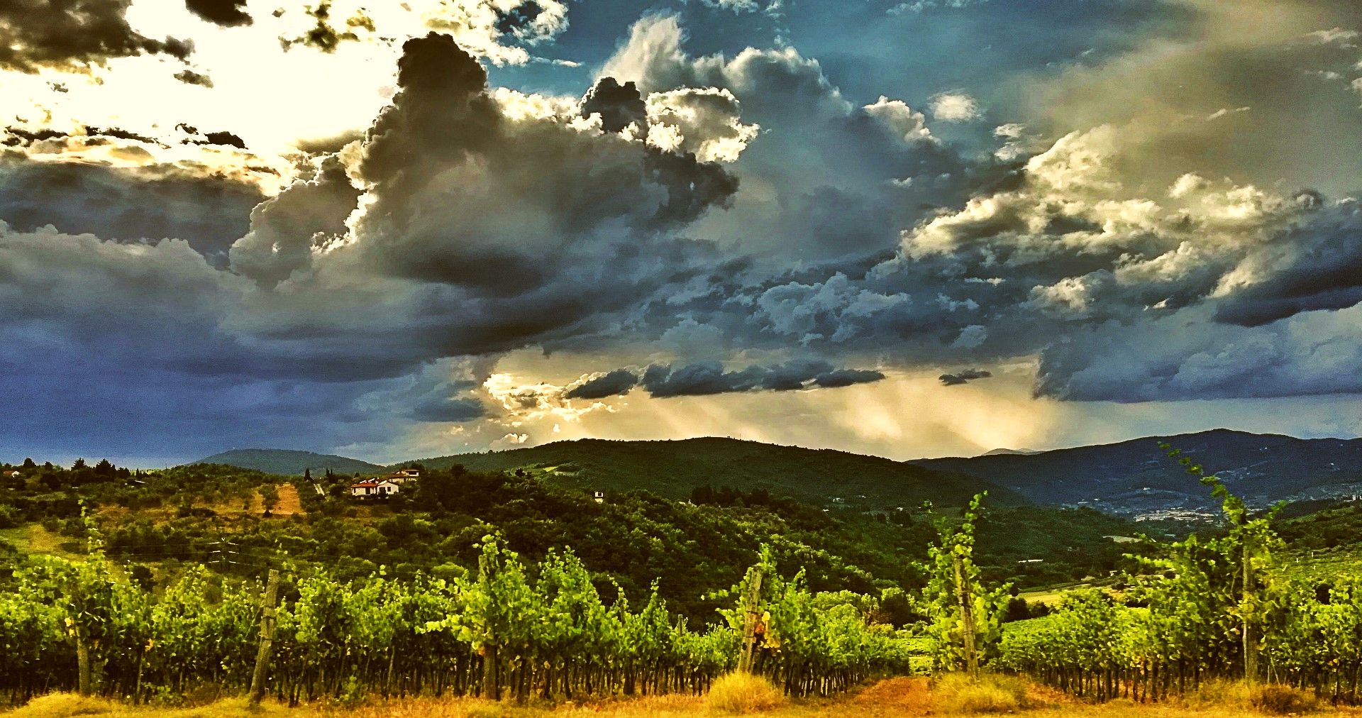 Vineyard in Italy