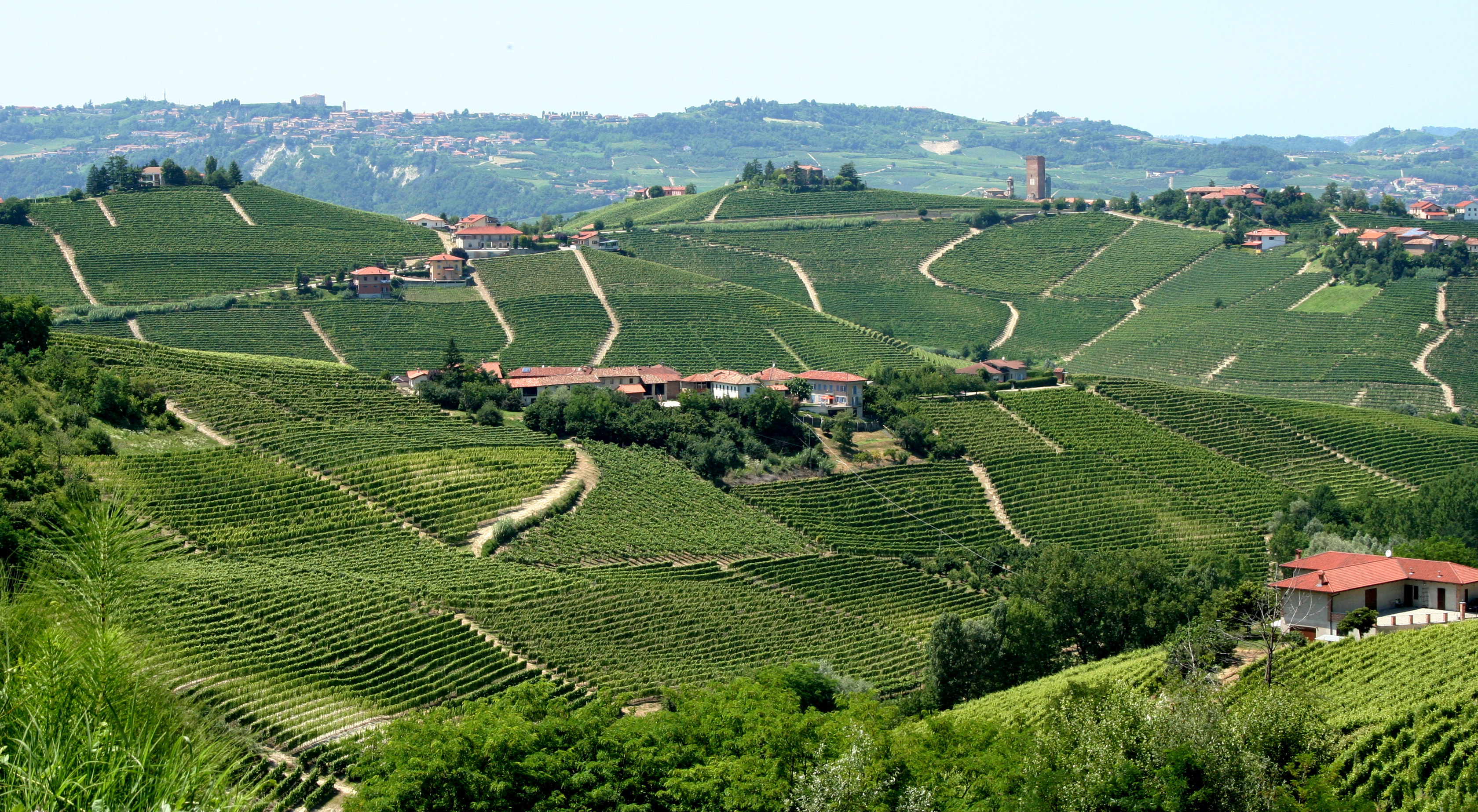 Vigneto in Italia