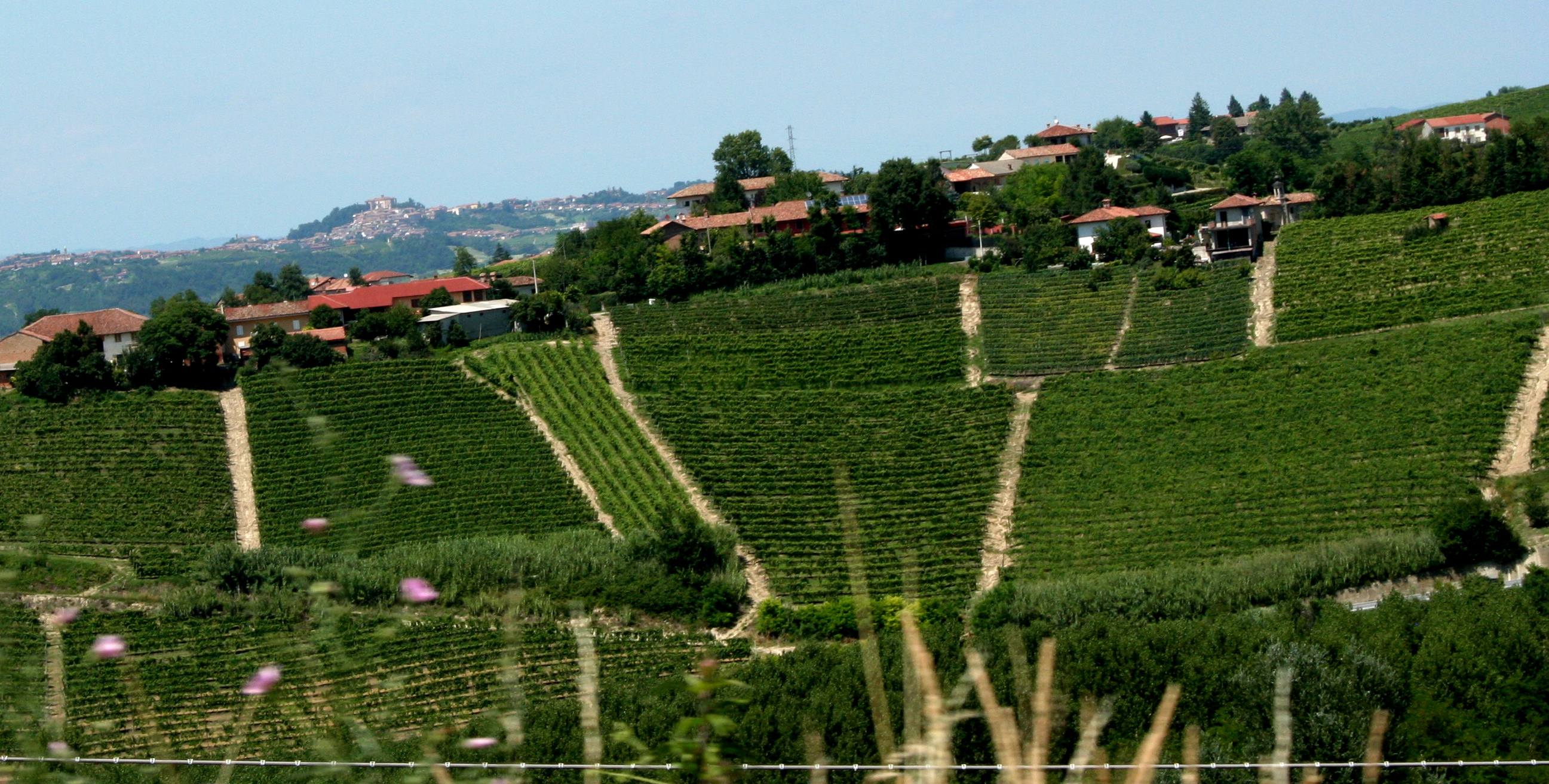 Vigneto in Italia