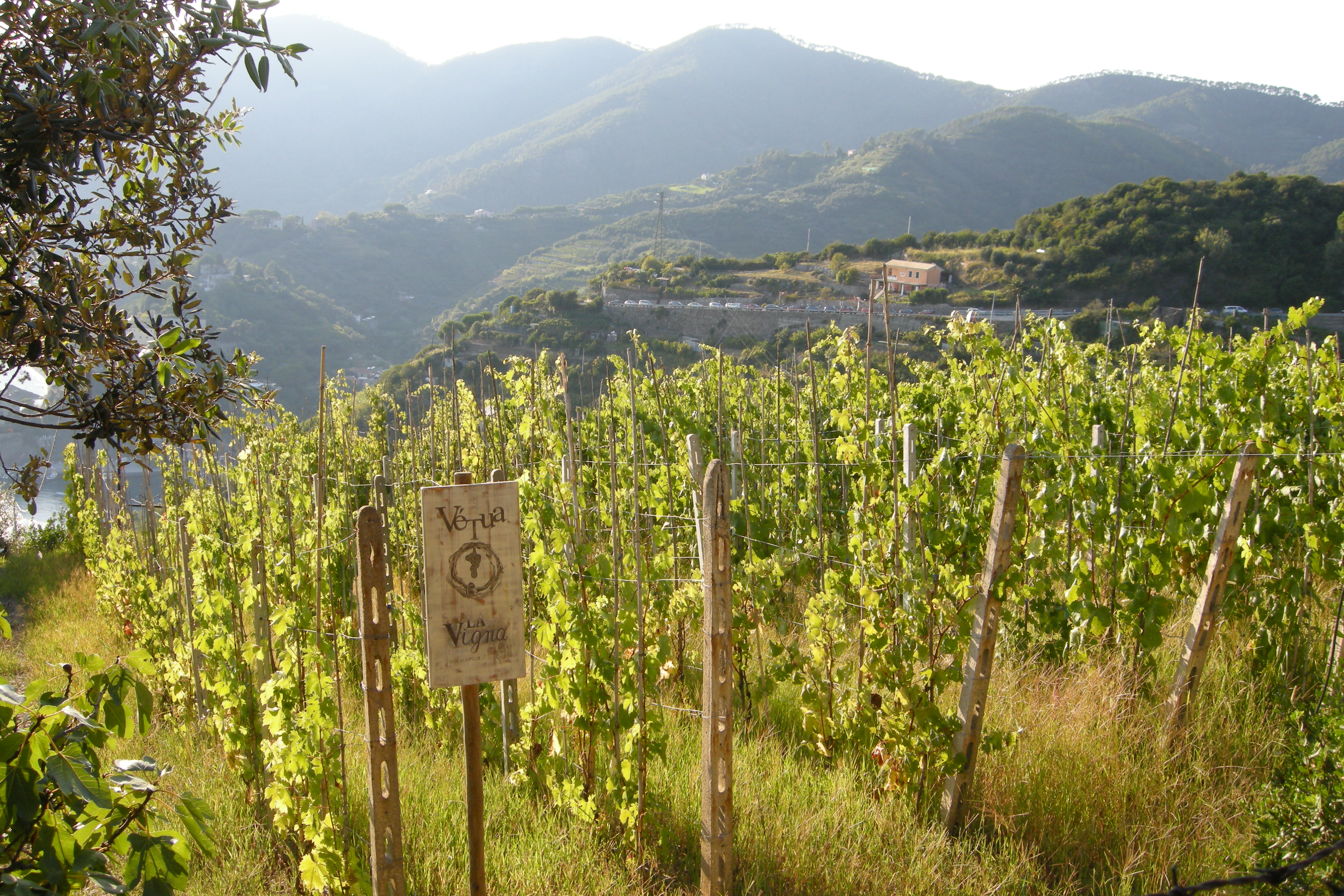 Vigneto in Italia