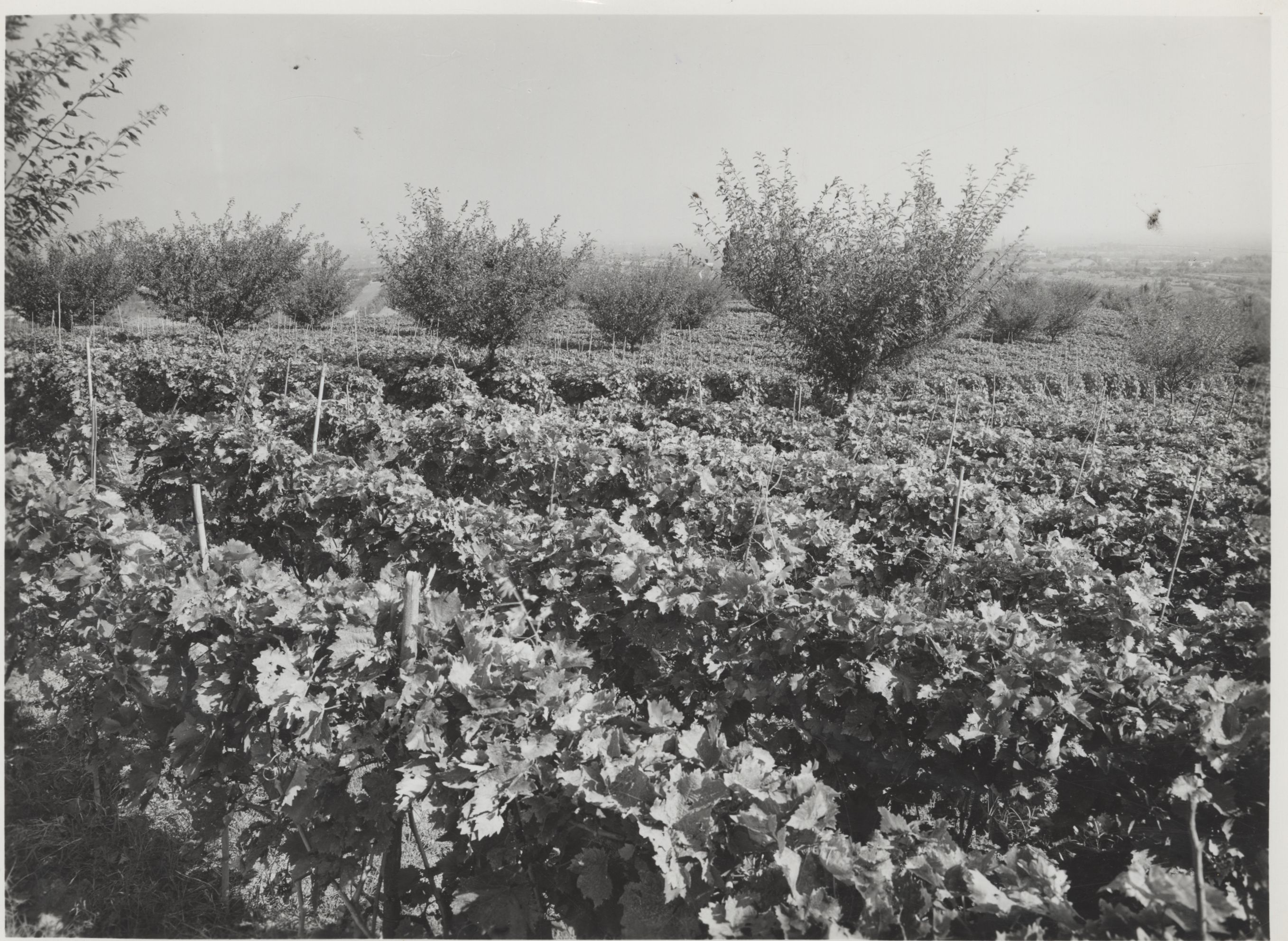 Vigneto in Italia