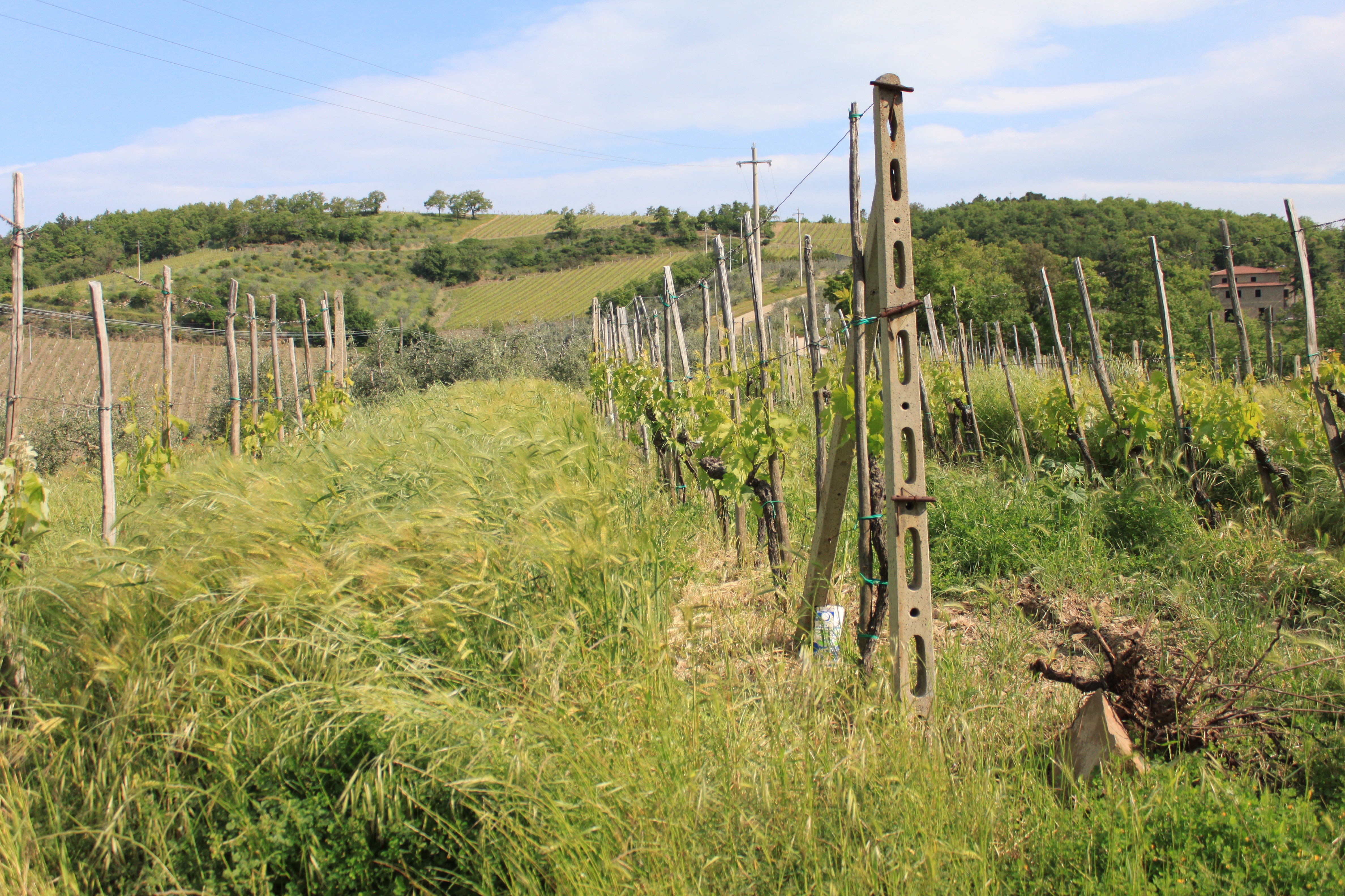 Vigneto in Italia