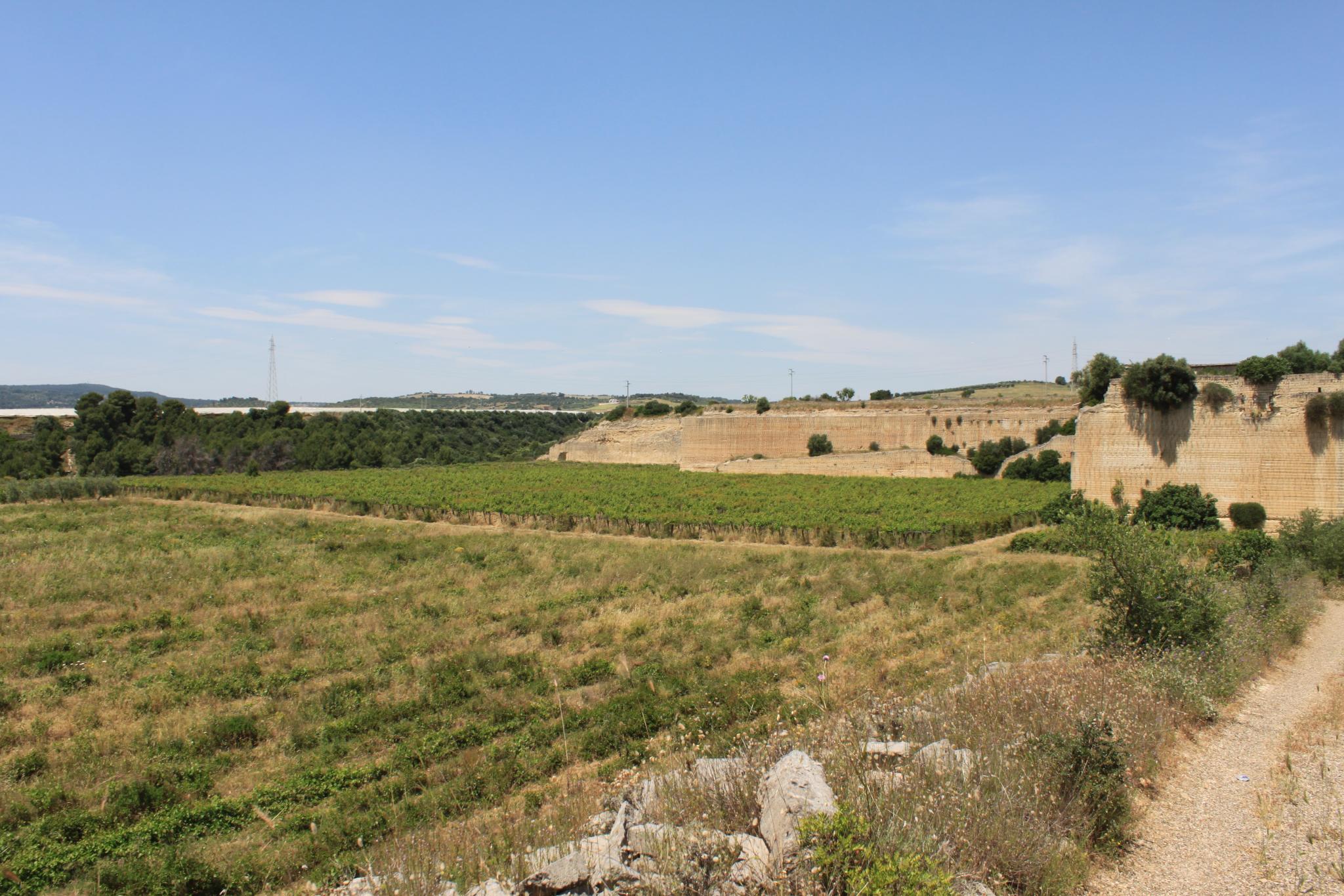 Vigneto in Italia