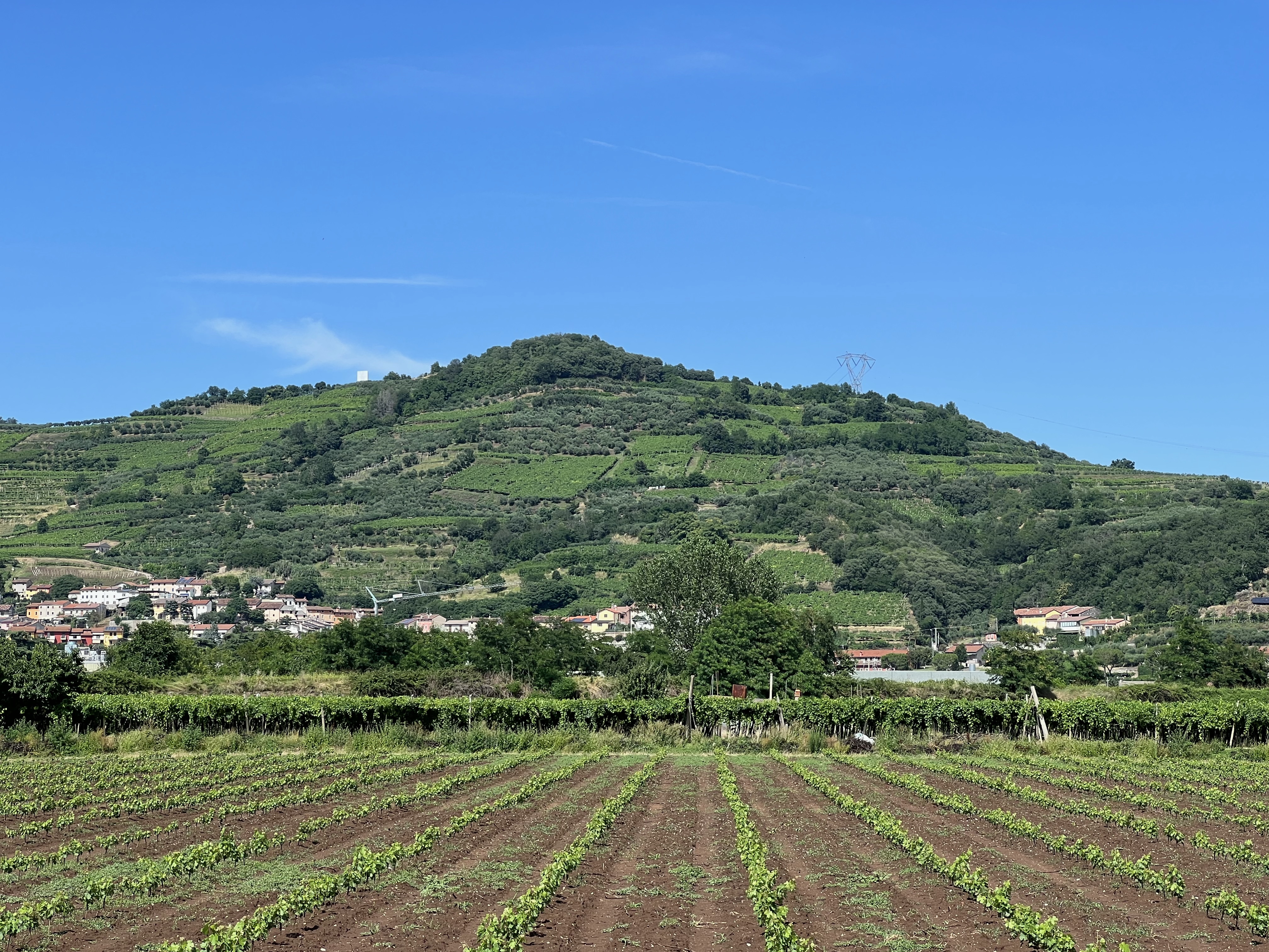 Vigneto in Italia