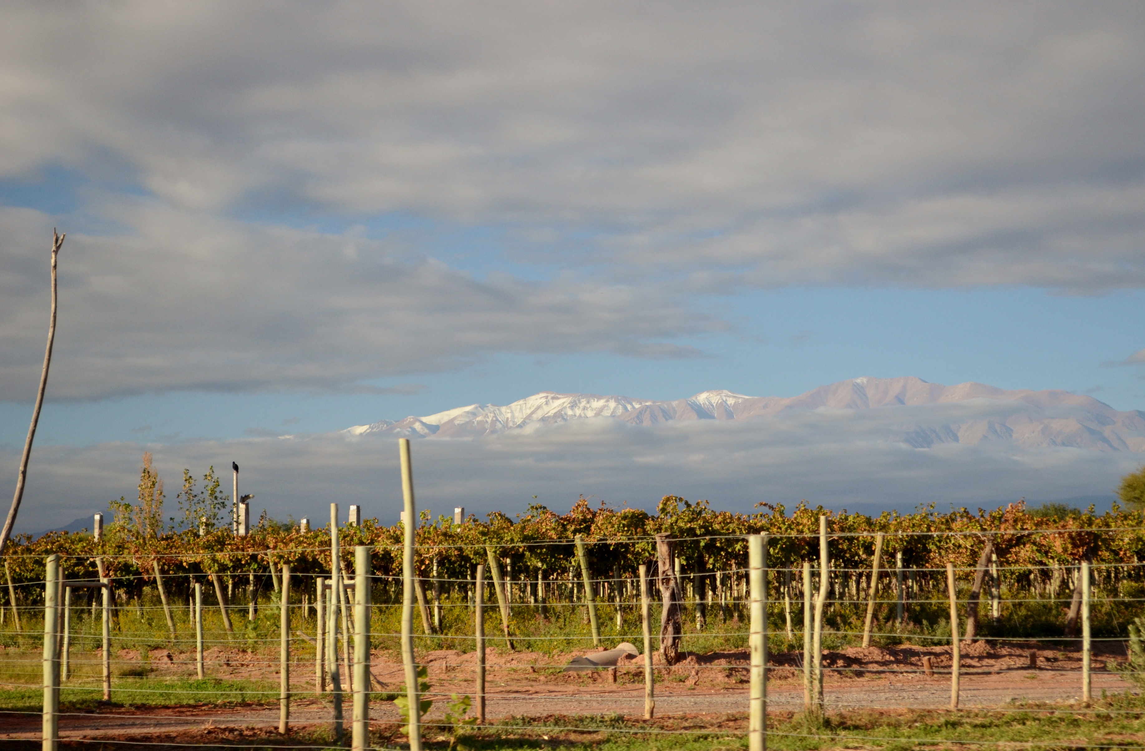 Vigneto a La Rioja (Argentina), Argentina