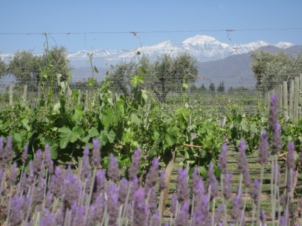 Vigneto a Mendoza, Argentina