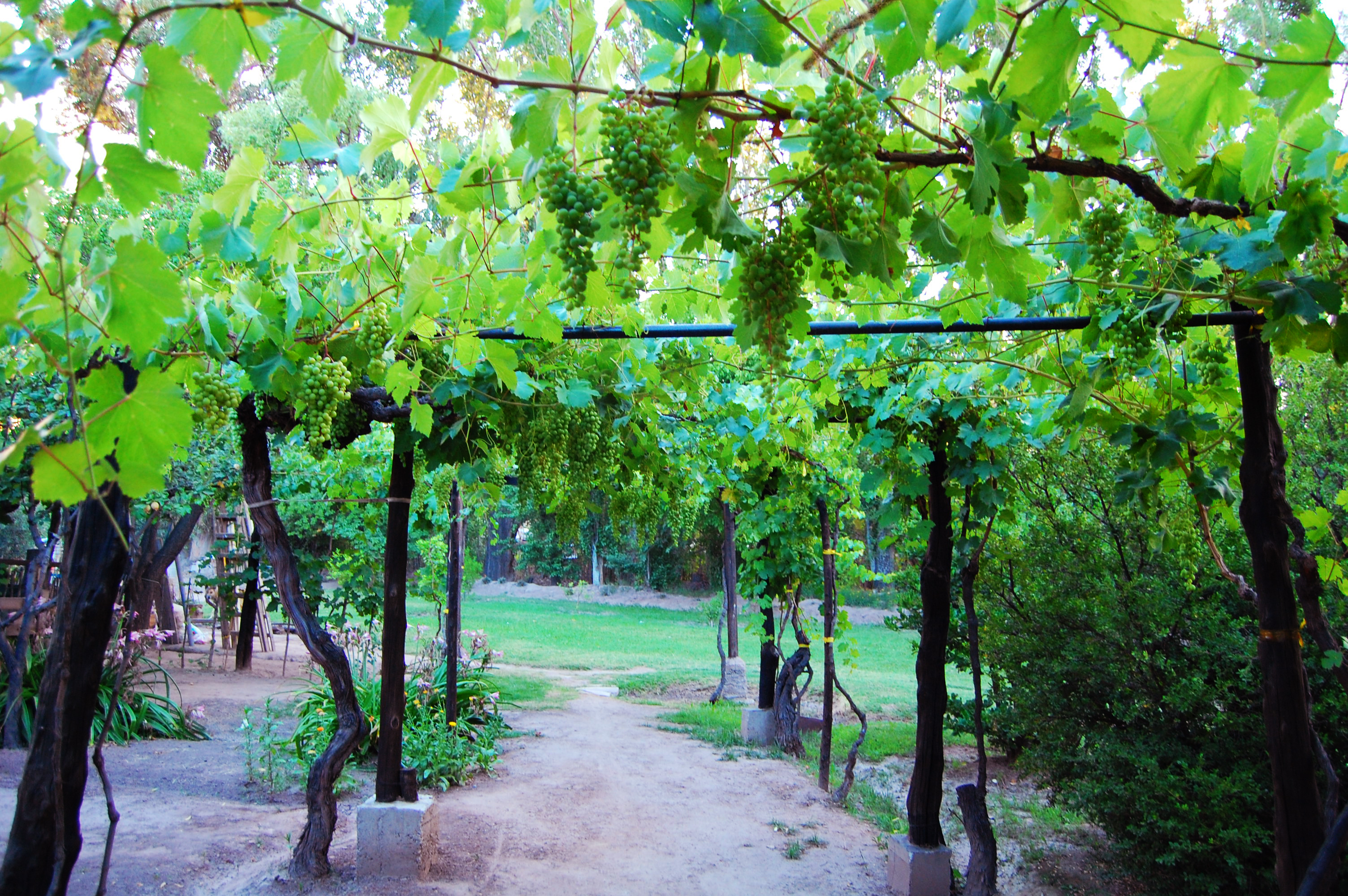 Vigneto a Patagonia - Neuquen, Argentina
