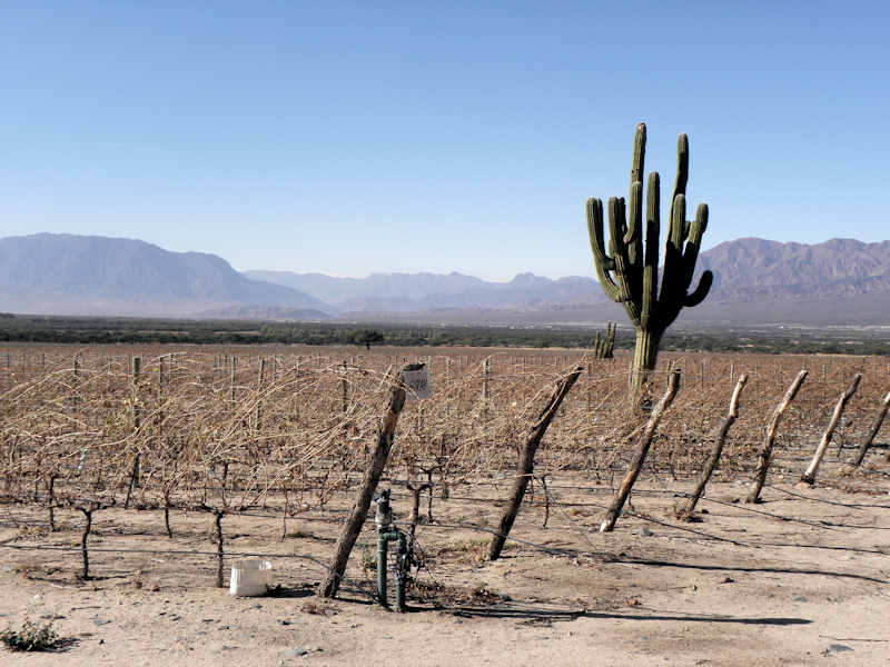 Vigneto a Salta, Argentina