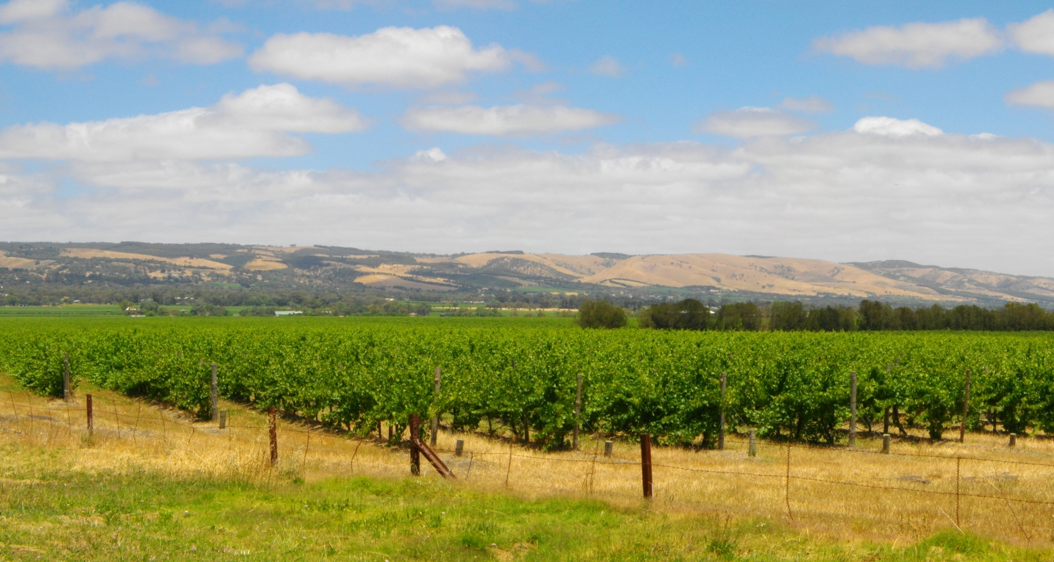 Vigneto a South Australia, Australia