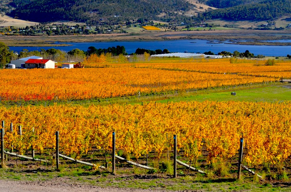 Vigneto a Tasmania, Australia