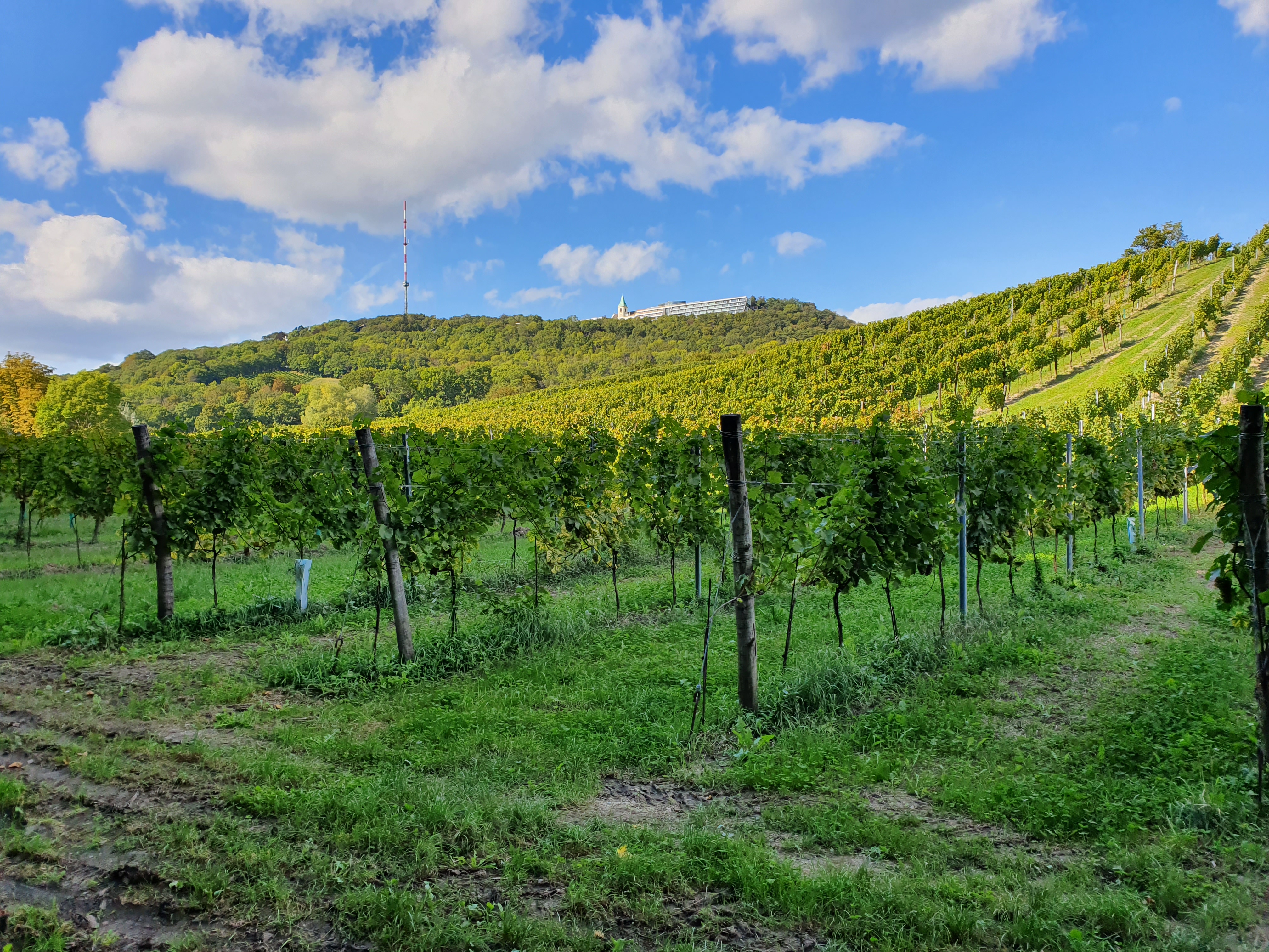 Vigneto a Wien, Austria