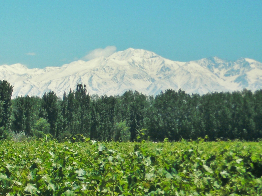 Vigneto a Aconcagua, Cile