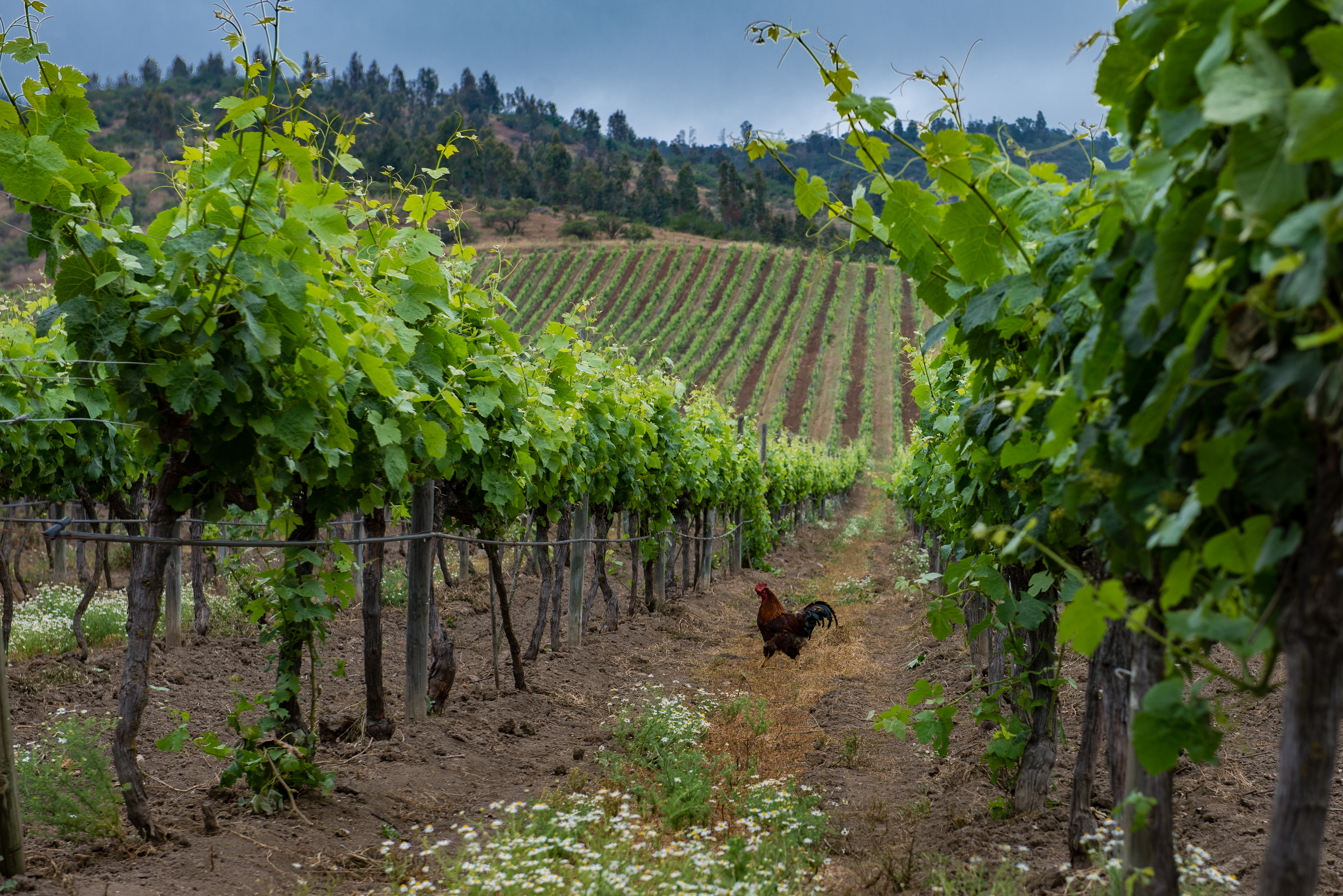 Vigneto a Sur (Itata-Bio Bio), Cile