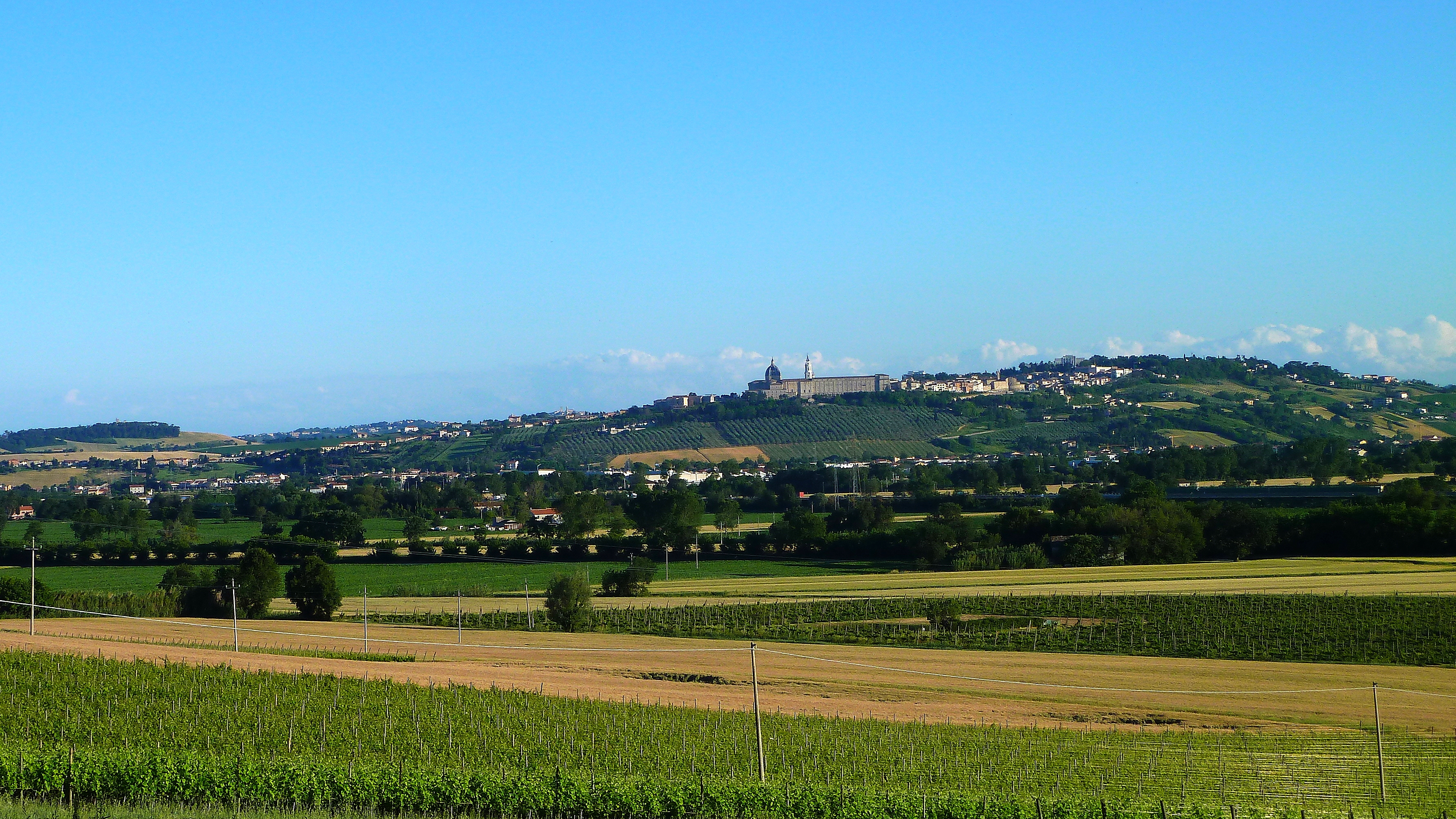 Vigneto a Valle Central, Cile