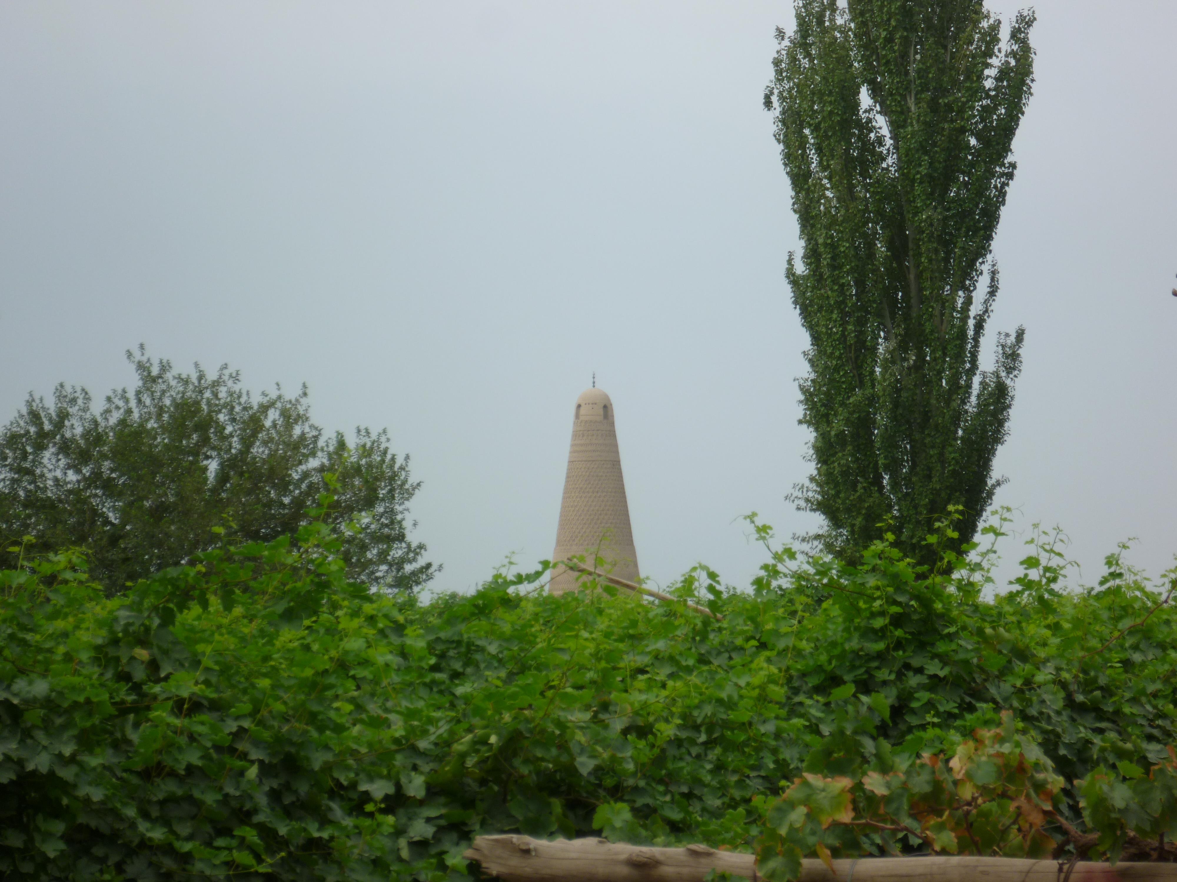 Vigneto a Xinjiang, Cina