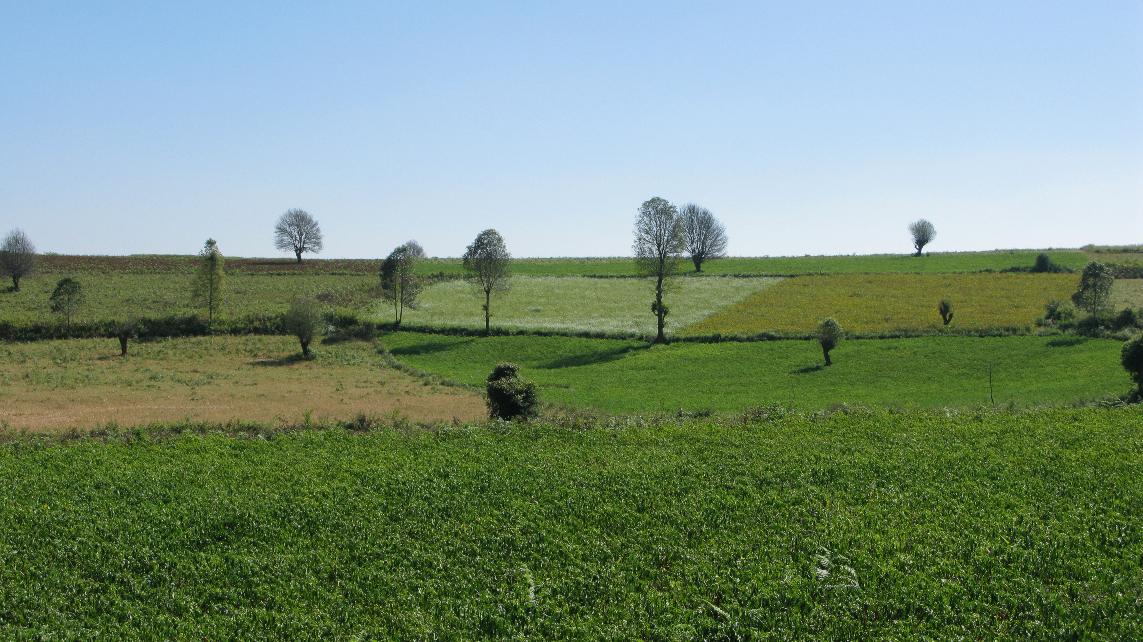 Vigneto a Yunnan, Cina