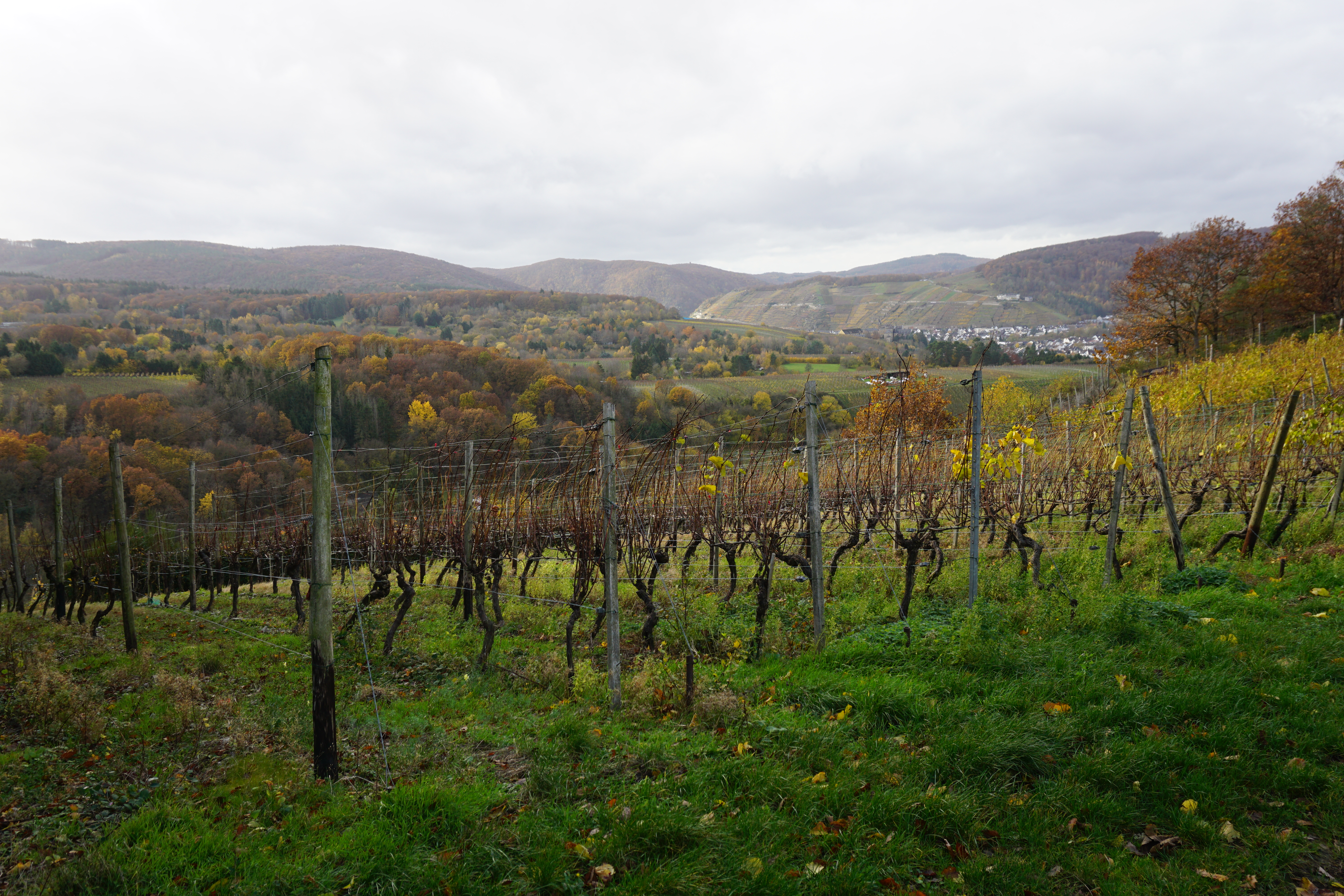 Vigneto a Ahr, Germania