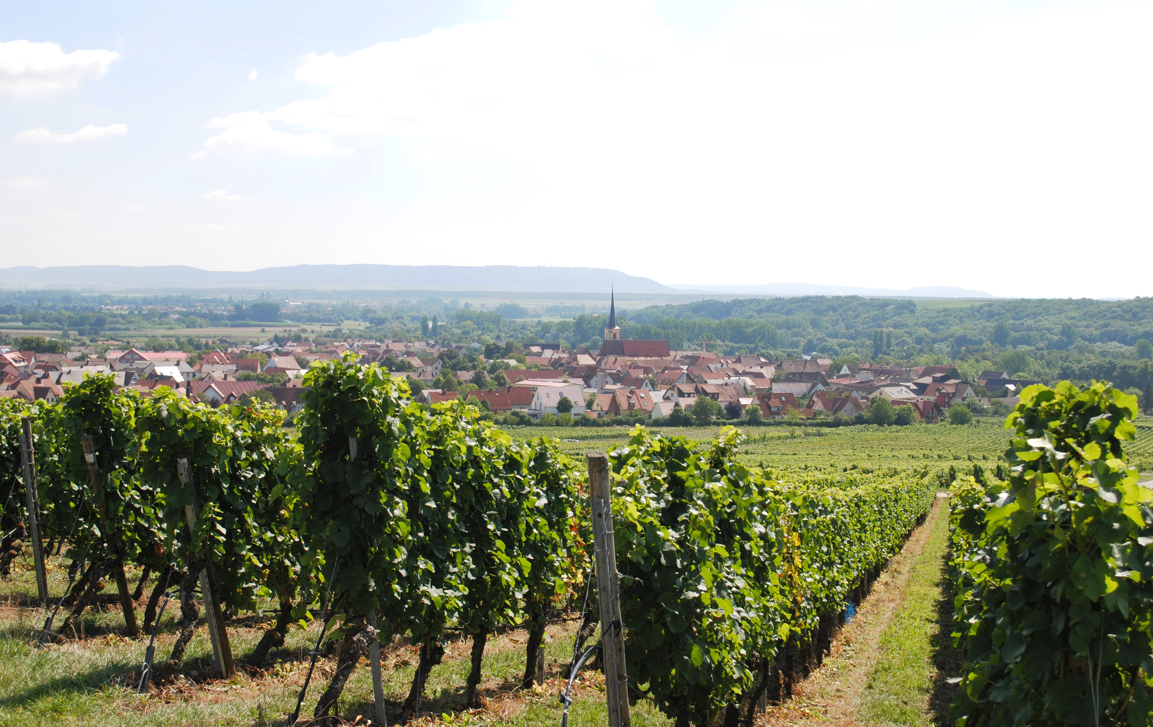 Vigneto a Franken, Germania