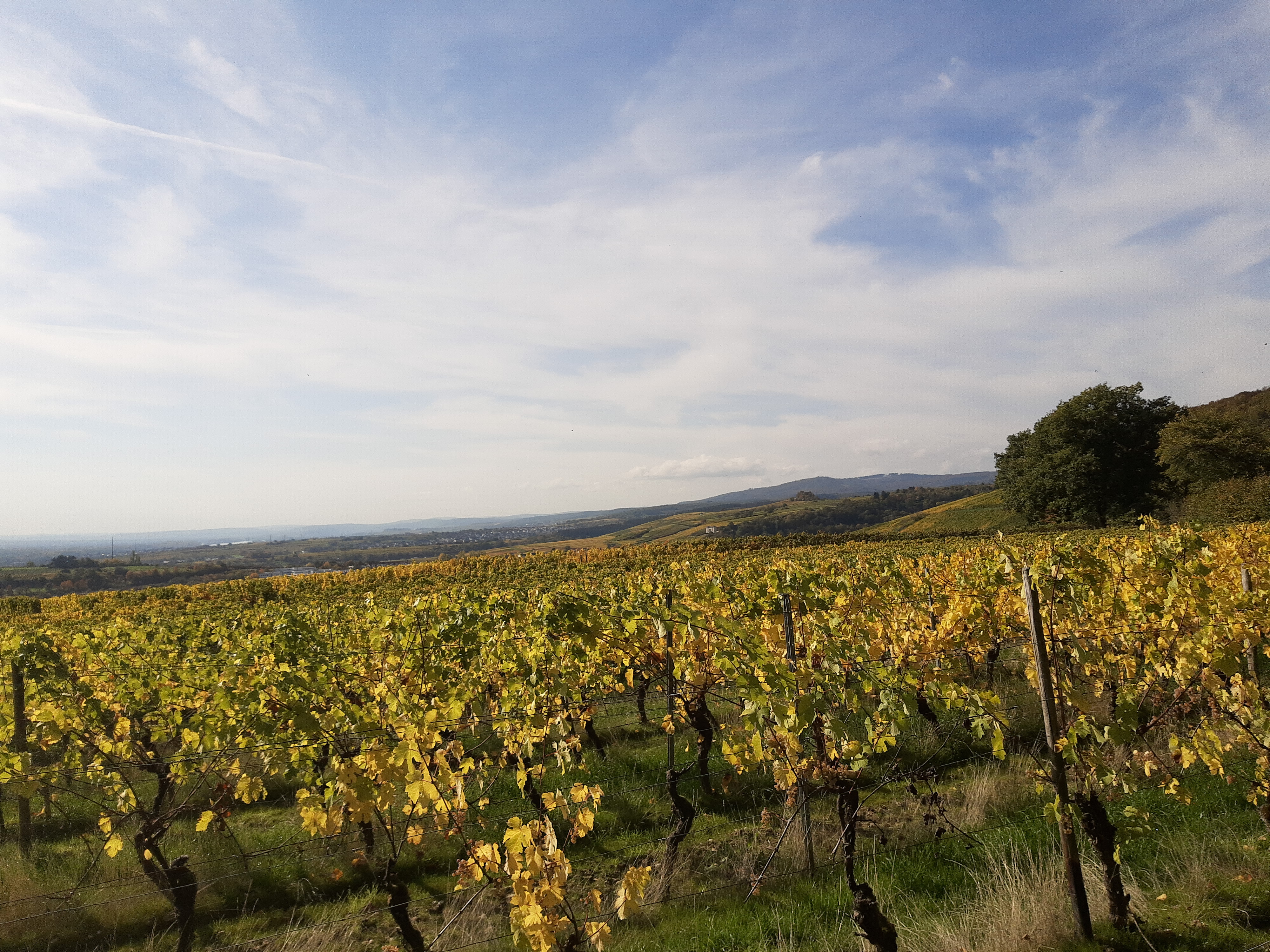 Vigneto a Rheingau, Germania