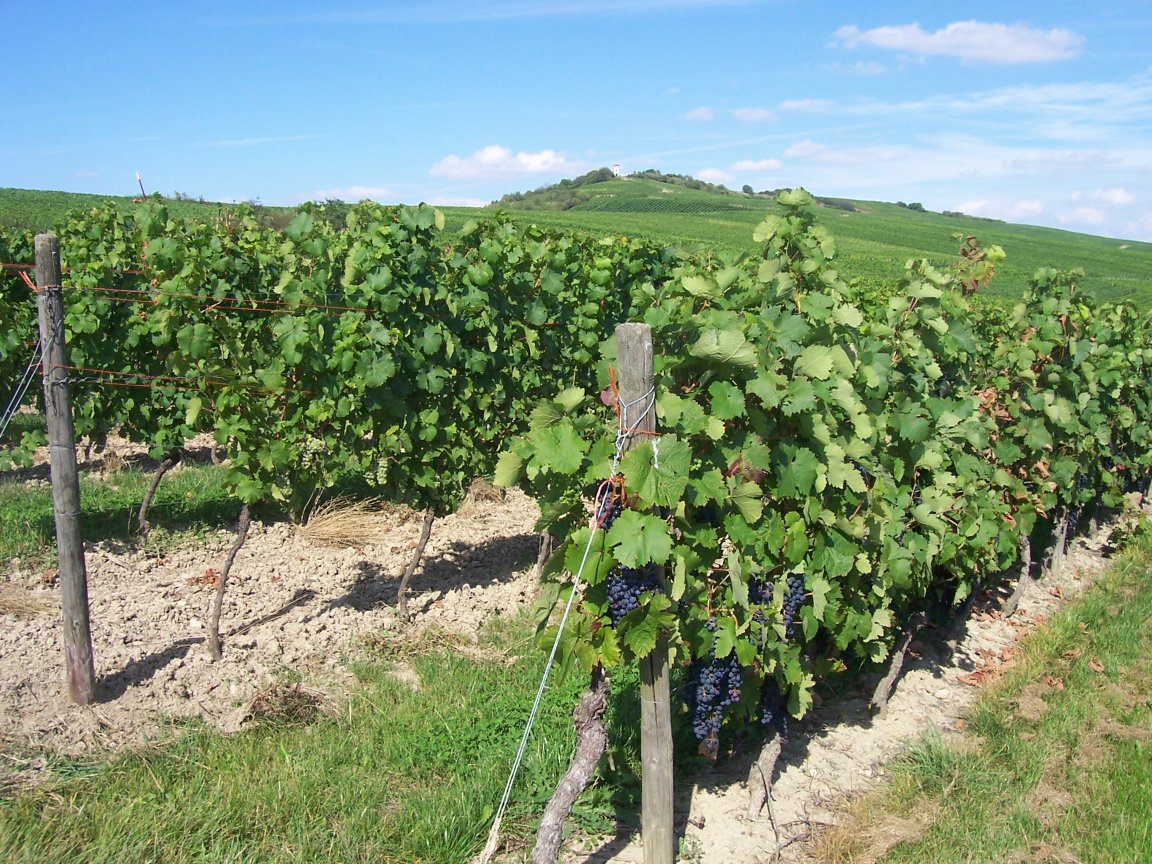 Vigneto a Rheinhessen, Germania
