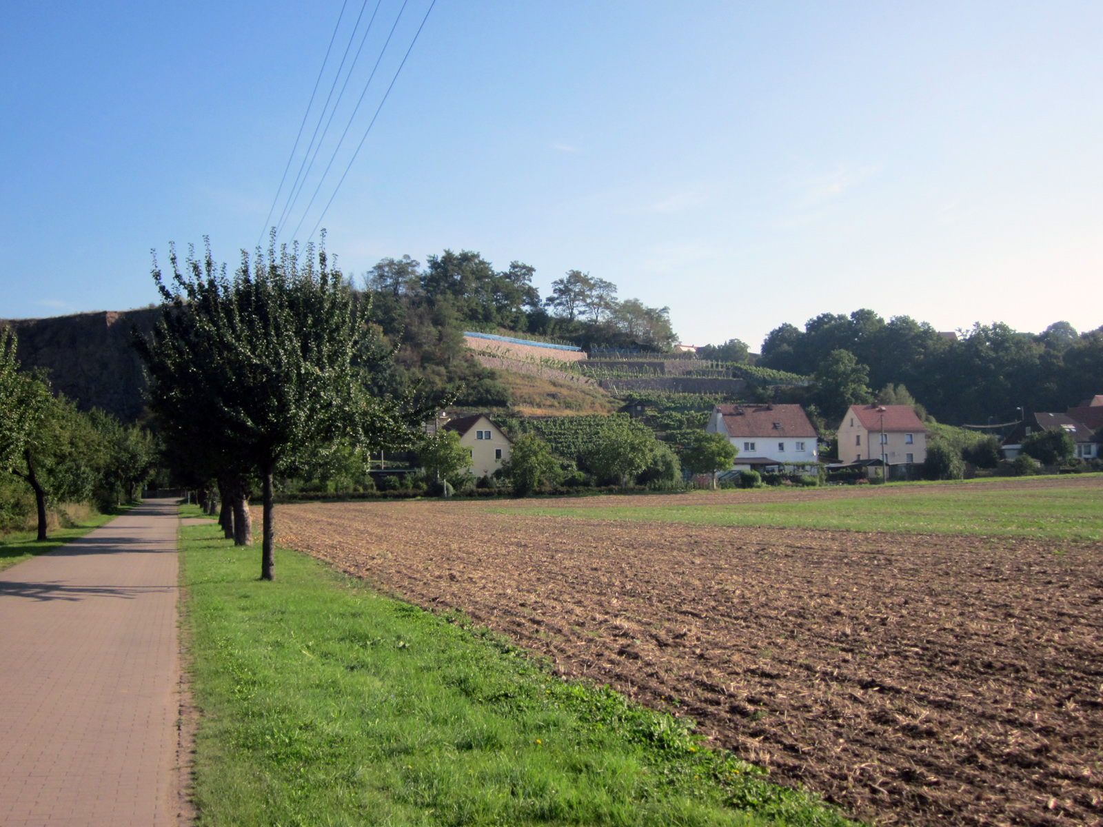 Vigneto a Sachsen, Germania