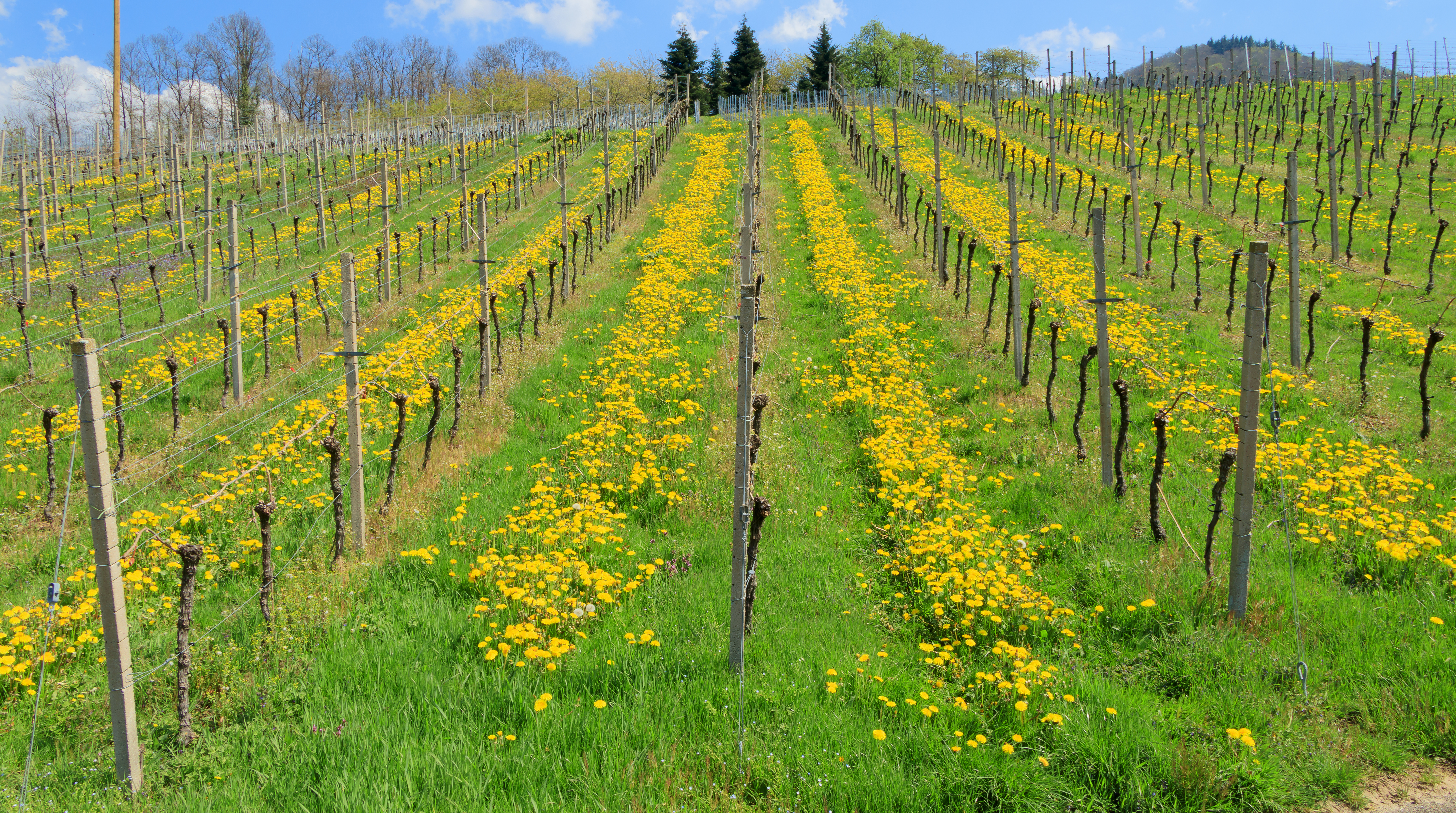 Vigneto a Wurttemberg, Germania