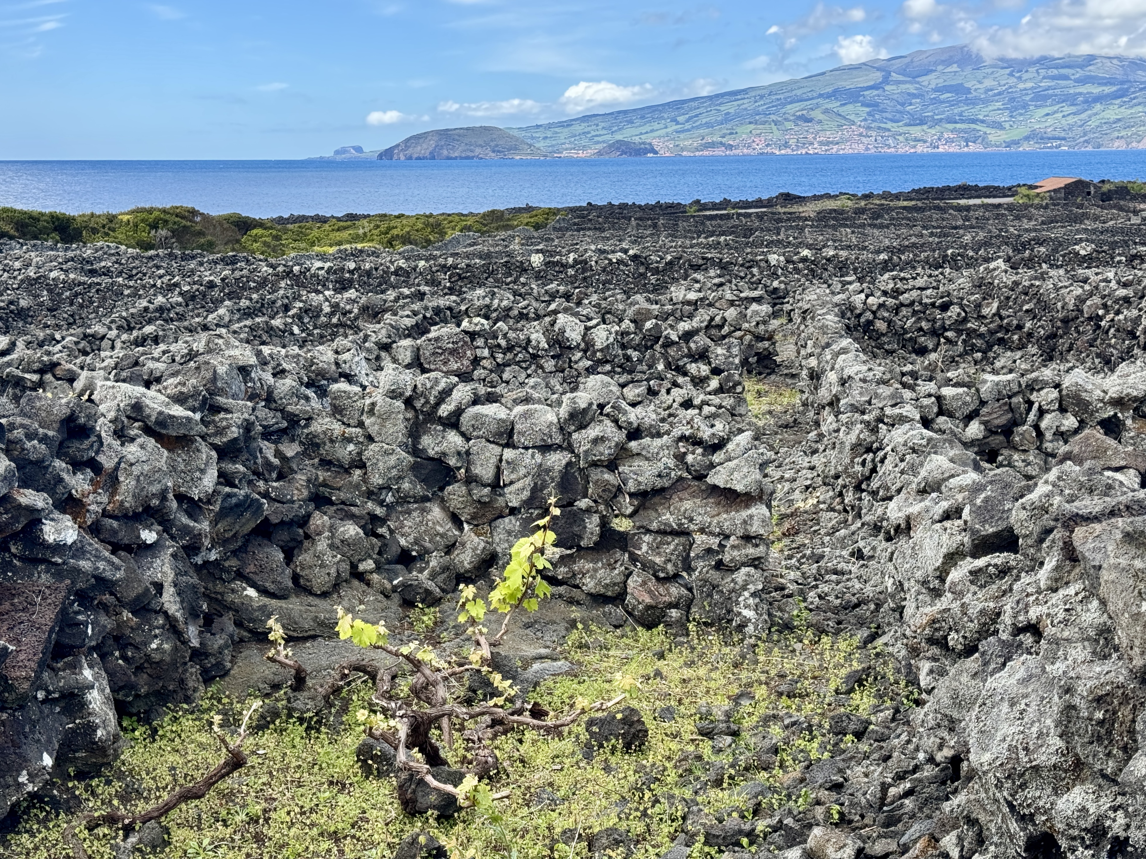 Vigneto a Acores, Portogallo